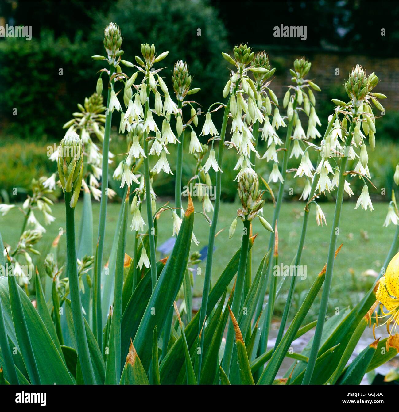 Galtonia viridiflora AGM   BUL069486 Stock Photo