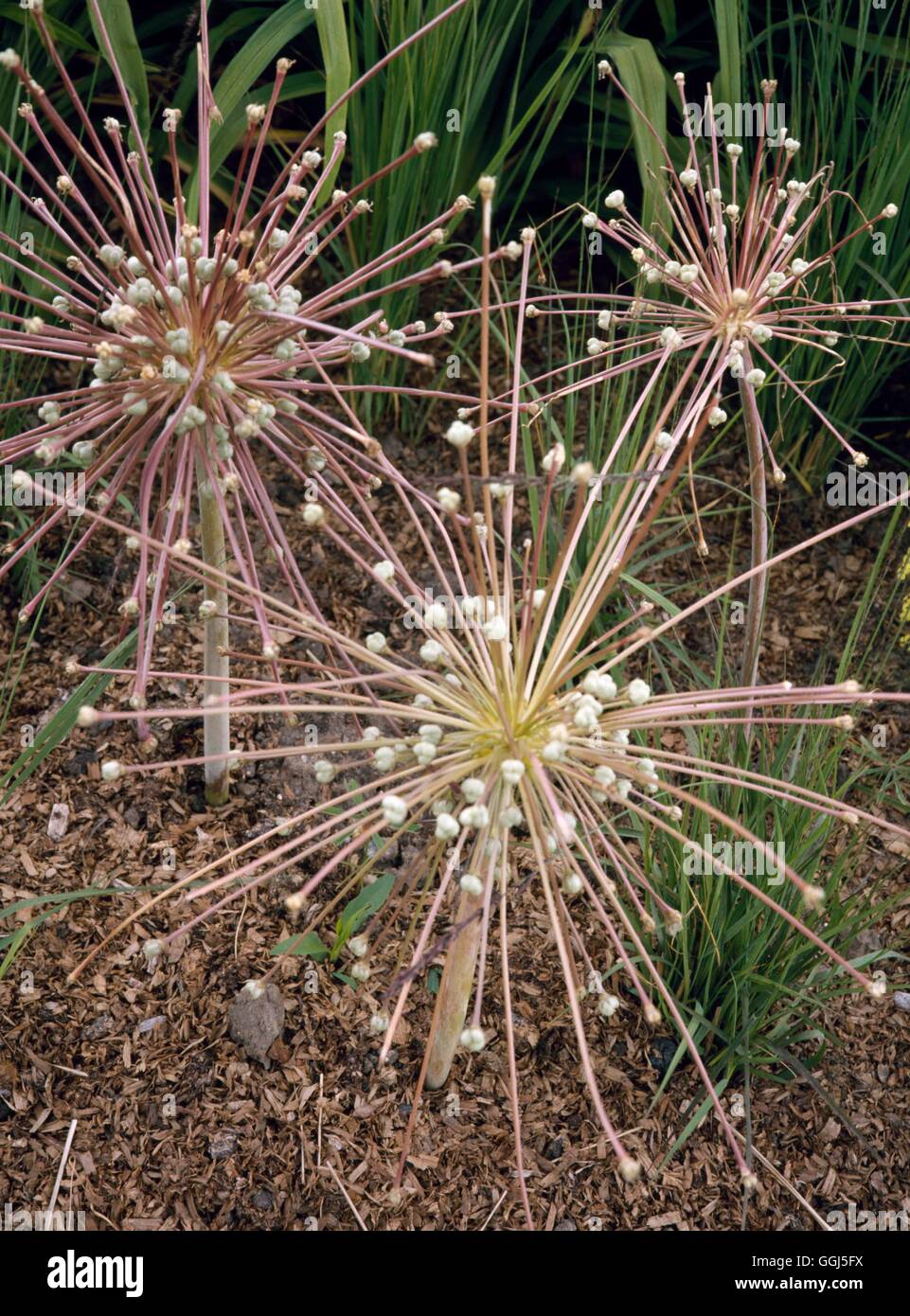 Allium schubertii   BUL077213 Stock Photo
