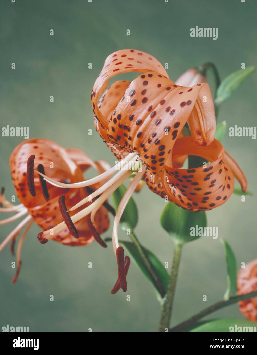 Lilium lancifolium - (Syn L. tigrinum)   BUL078738 Stock Photo