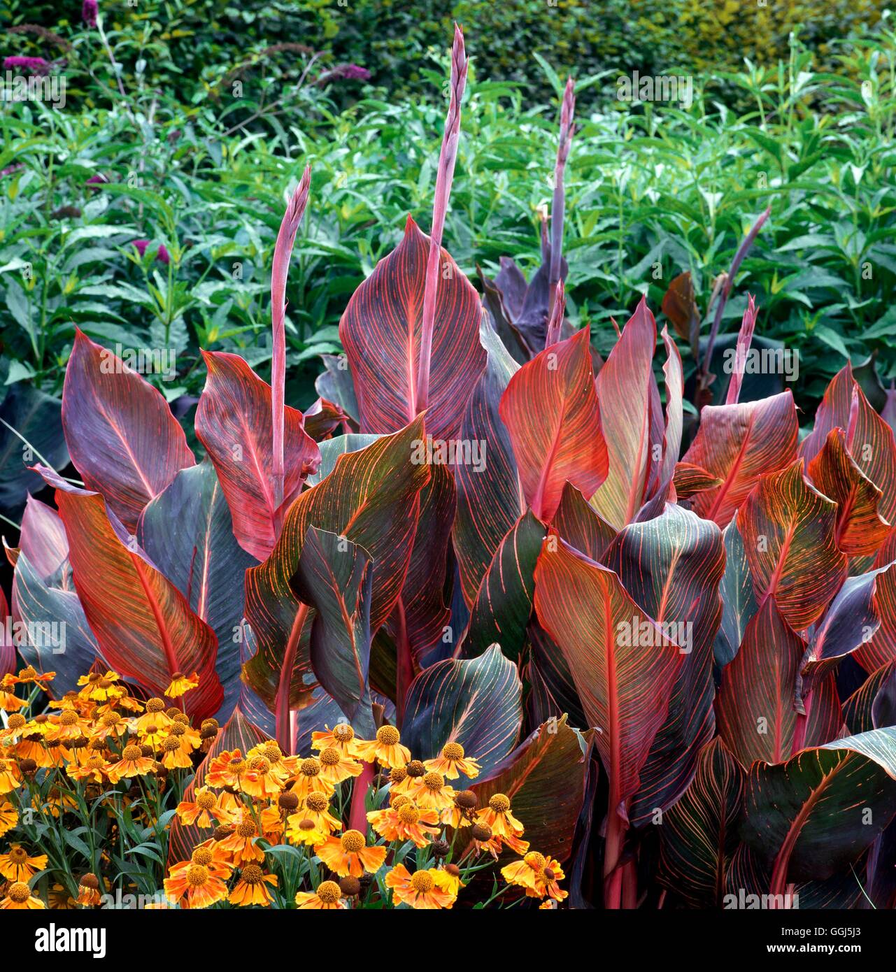 Canna durban hi-res stock photography and images - Alamy