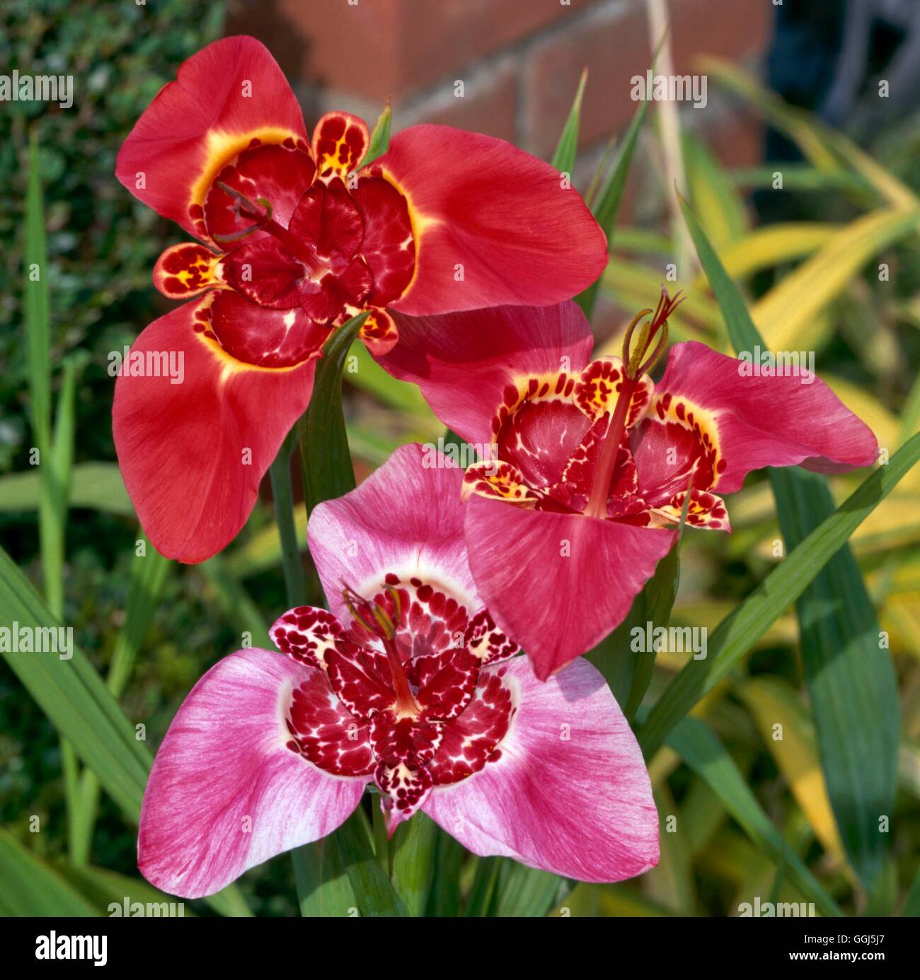Tigridia hi-res stock photography and images - Alamy