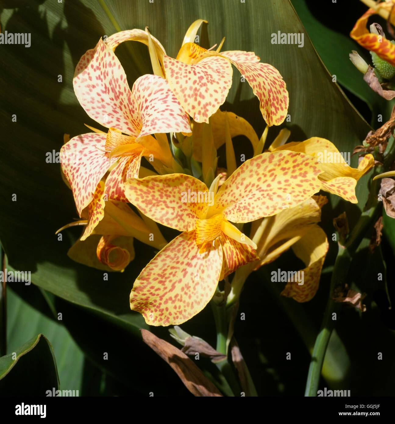 Canna 'Picasso'  Date: 11/09/2008  BUL085397 Stock Photo