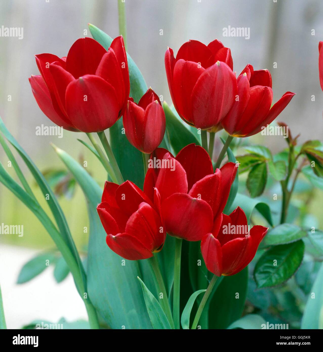 Tulipa - 'Red Georgette' (Cottage)   BUL088599 Stock Photo