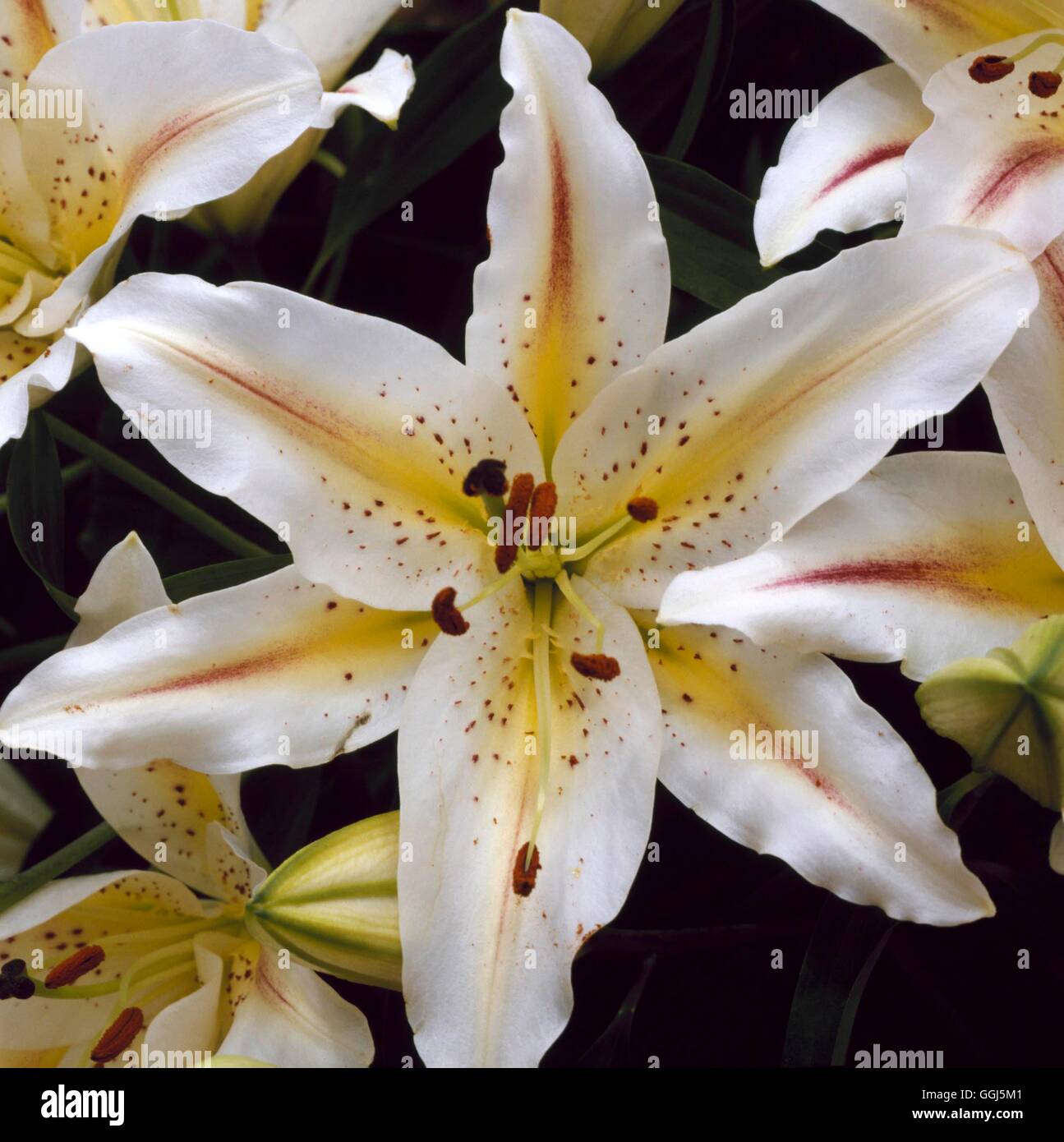 Lilium - 'Arena'- - (LA Hybrid)   BUL088760 Stock Photo