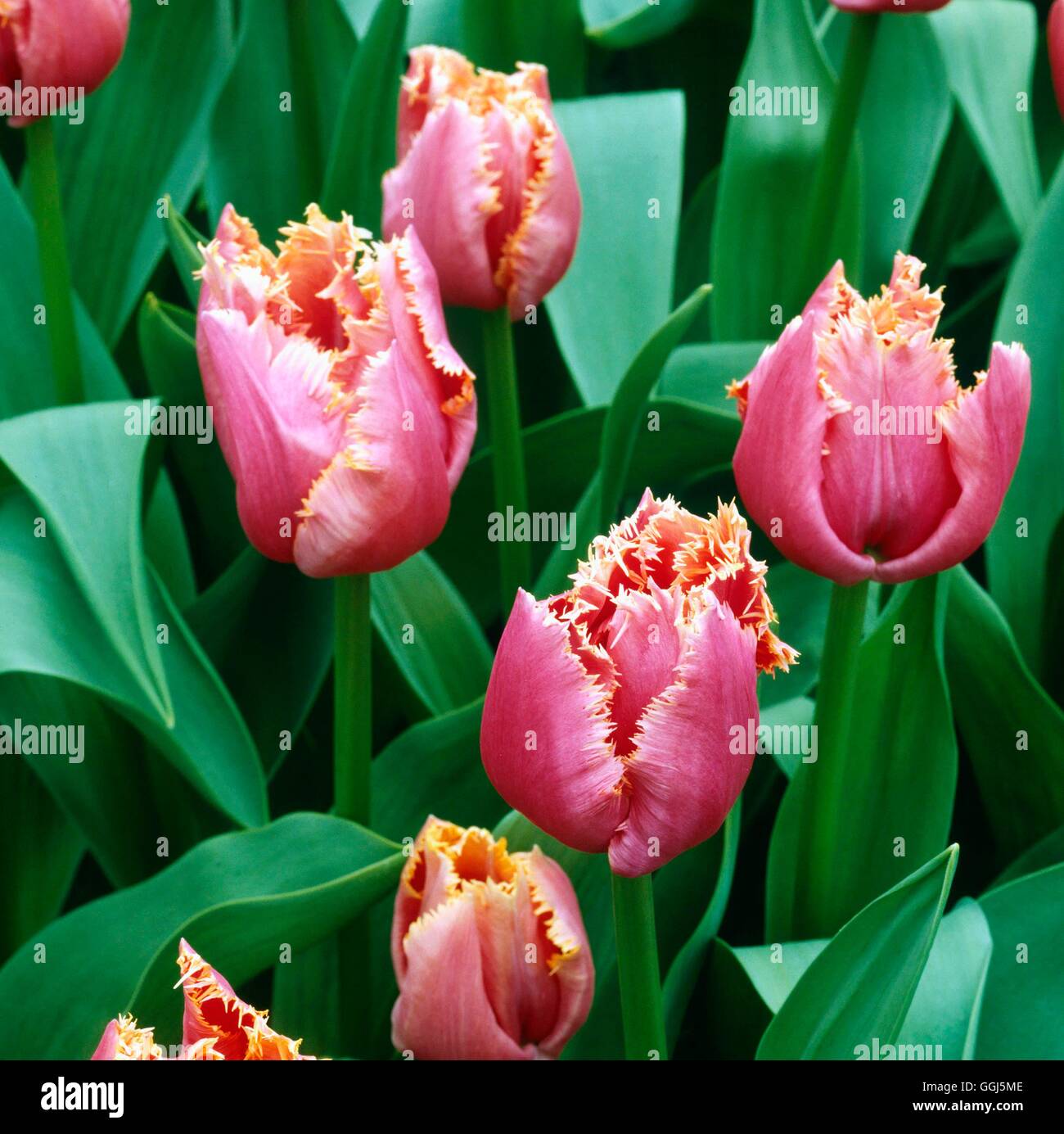 Tulipa - 'Madison Garden' (Fringed)   BUL090405 Stock Photo