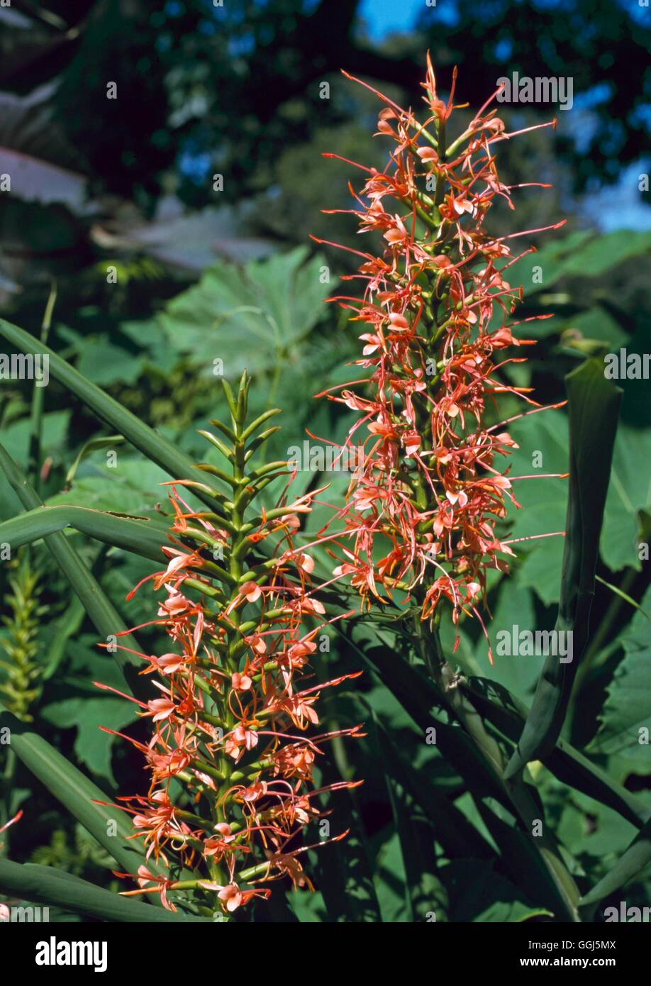 Hedychium coccineum - Scarlet Ginger-lily   BUL092225 Stock Photo
