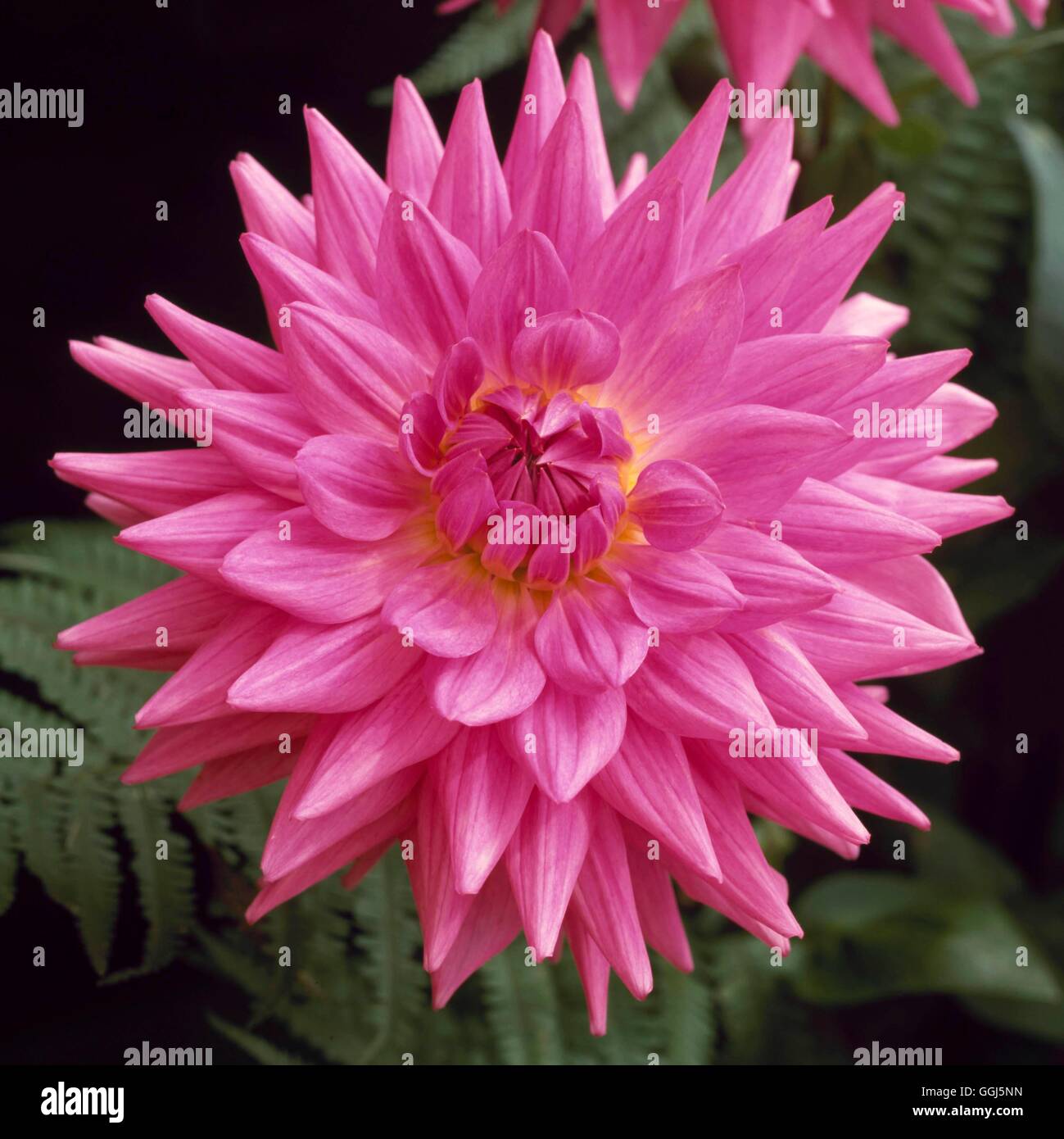 Dahlia - 'Appenzell' - (Medium Semi-Cactus)   BUL096094 Stock Photo