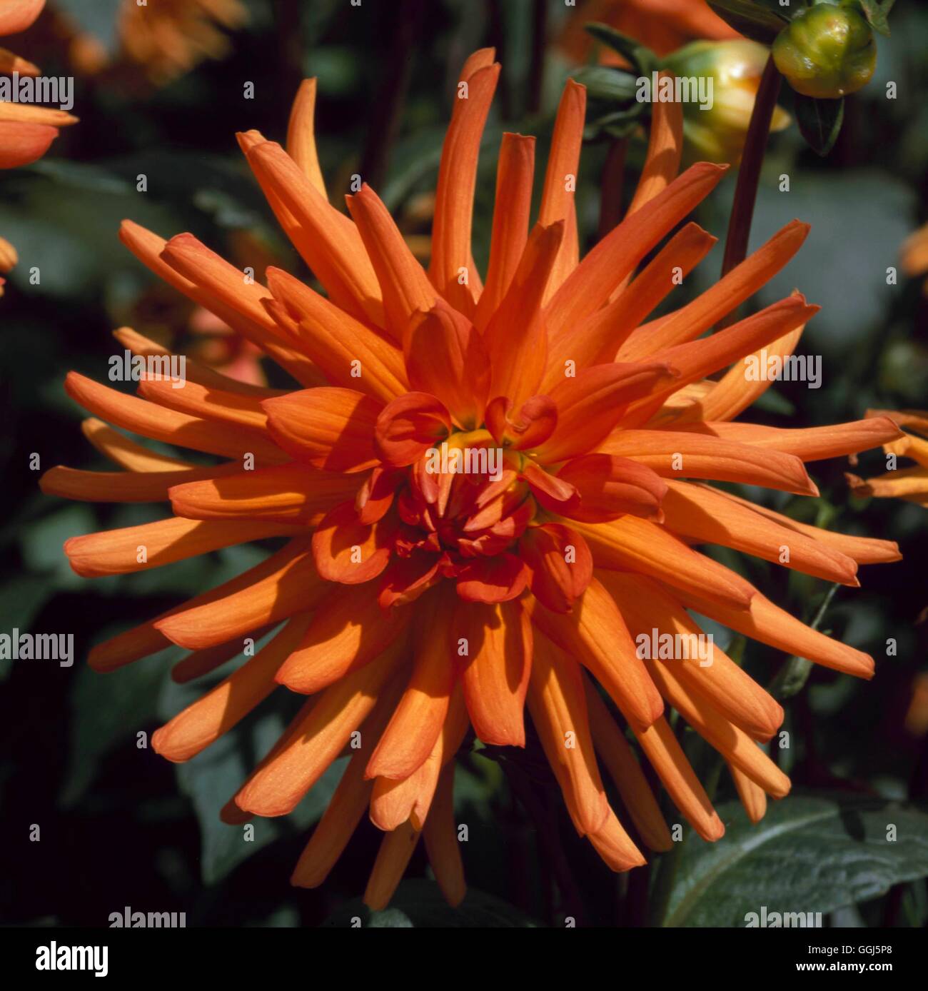 Dahlia - 'Andries' Orange' (Miniature Semi-cactus)   BUL097913 Stock Photo