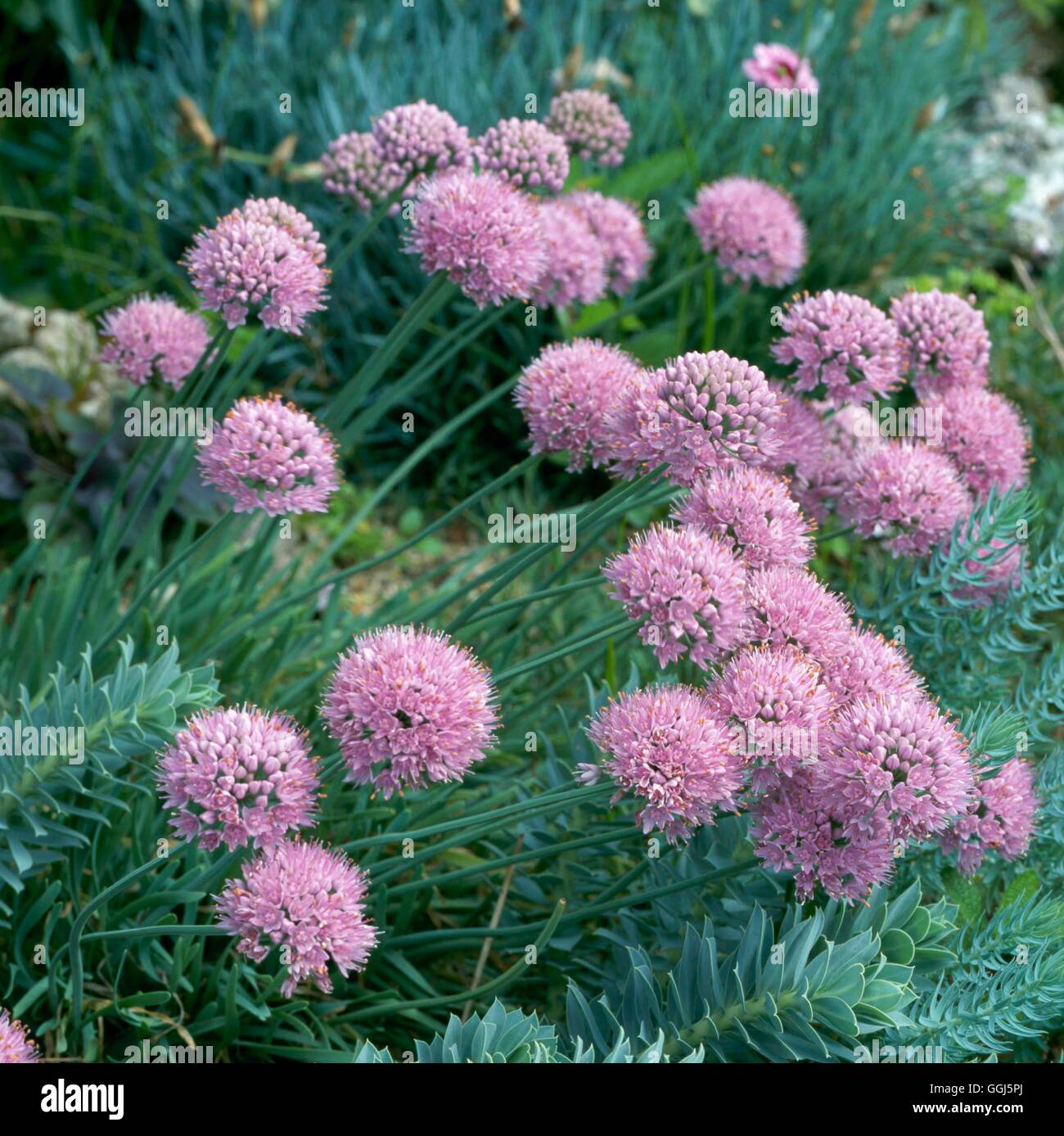 Allium senescens - var. glaucum   BUL099004 Stock Photo