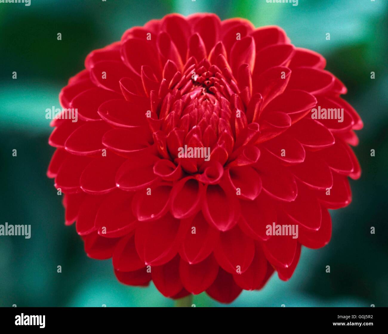 Dahlia - 'Brunton' - (Miniature Decorative)   BUL100092 Stock Photo