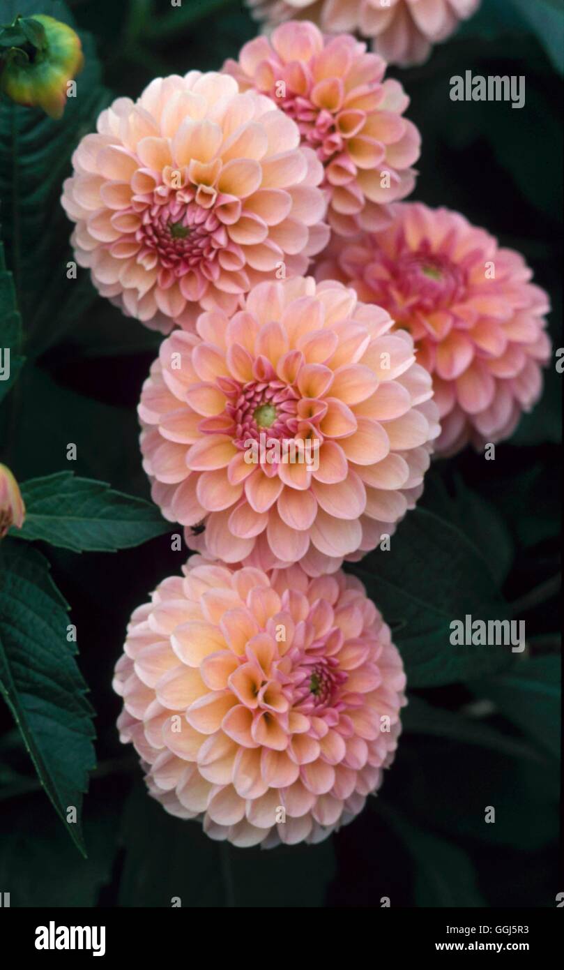 Dahlia - 'Biddenham Fairy' - (Miniature Decorative)   BUL100104 Stock Photo