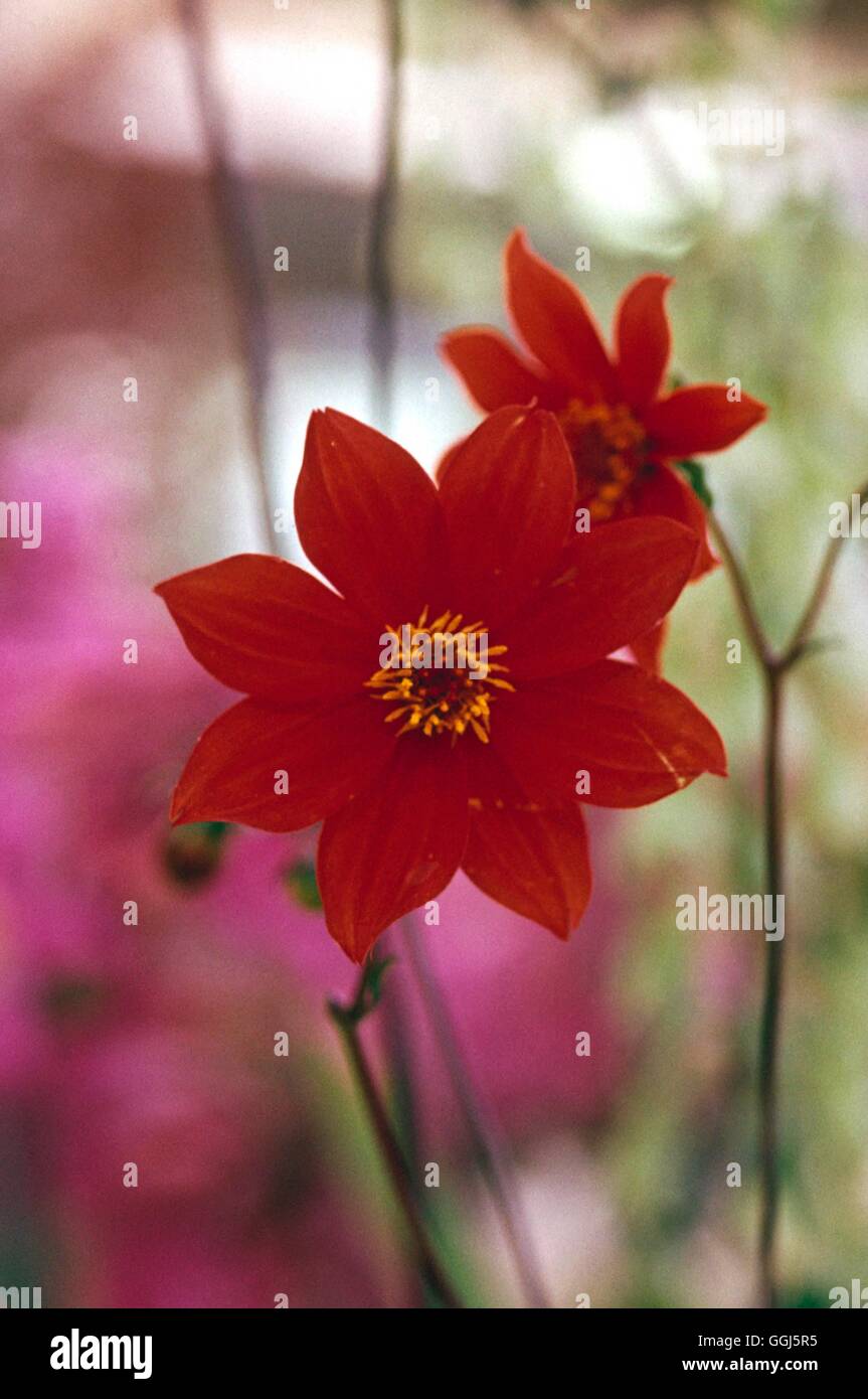 Dahlia coccinea   BUL100126 Stock Photo