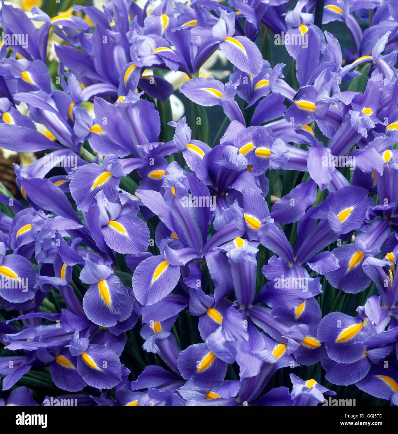 Iris - 'Discovery' (Dutch)   BUL104043 Stock Photo