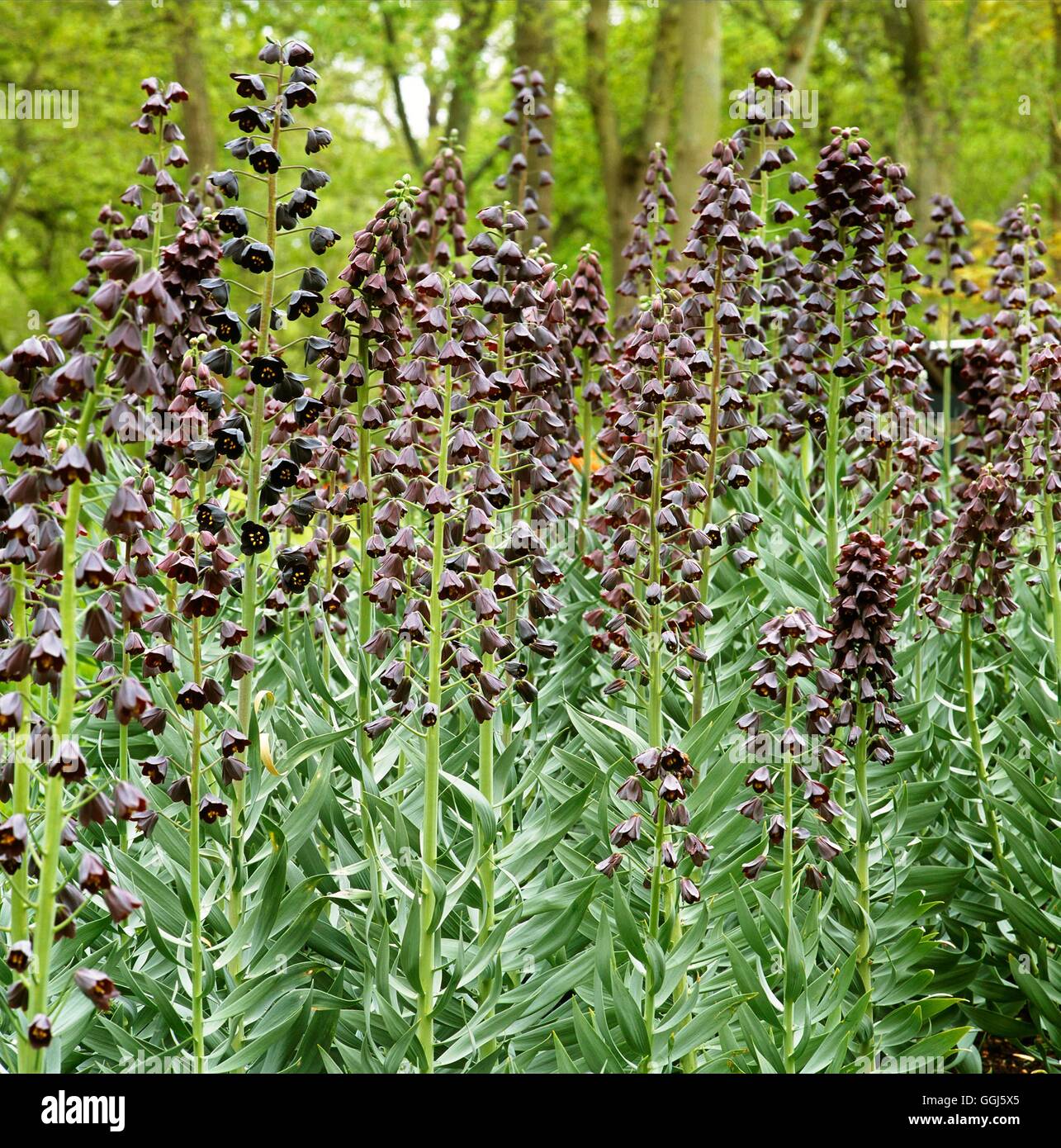Fritillaria persica   BUL108003 Stock Photo