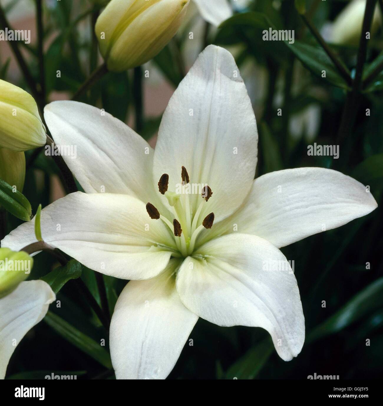 Lilium 'Navona' (Asiatic) BUL110510 Stock Photo Alamy