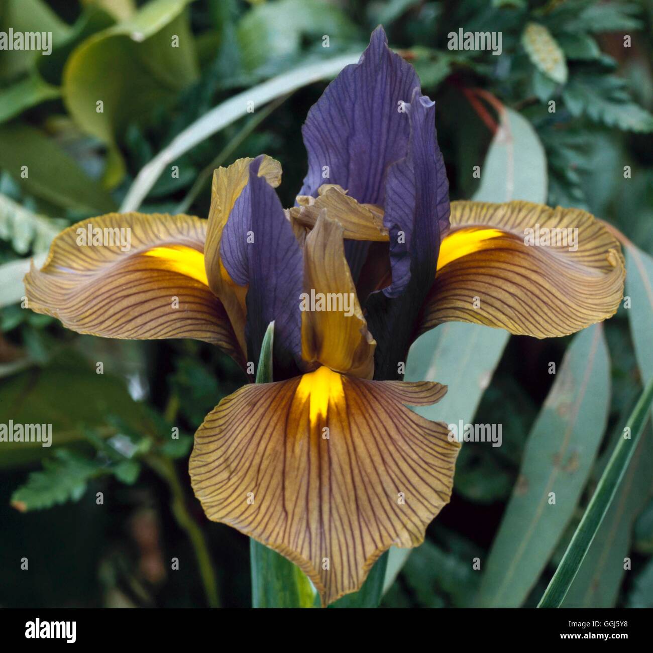 Iris 'Eye of the Tiger' (Dutch) BUL110537 Stock Photo Alamy