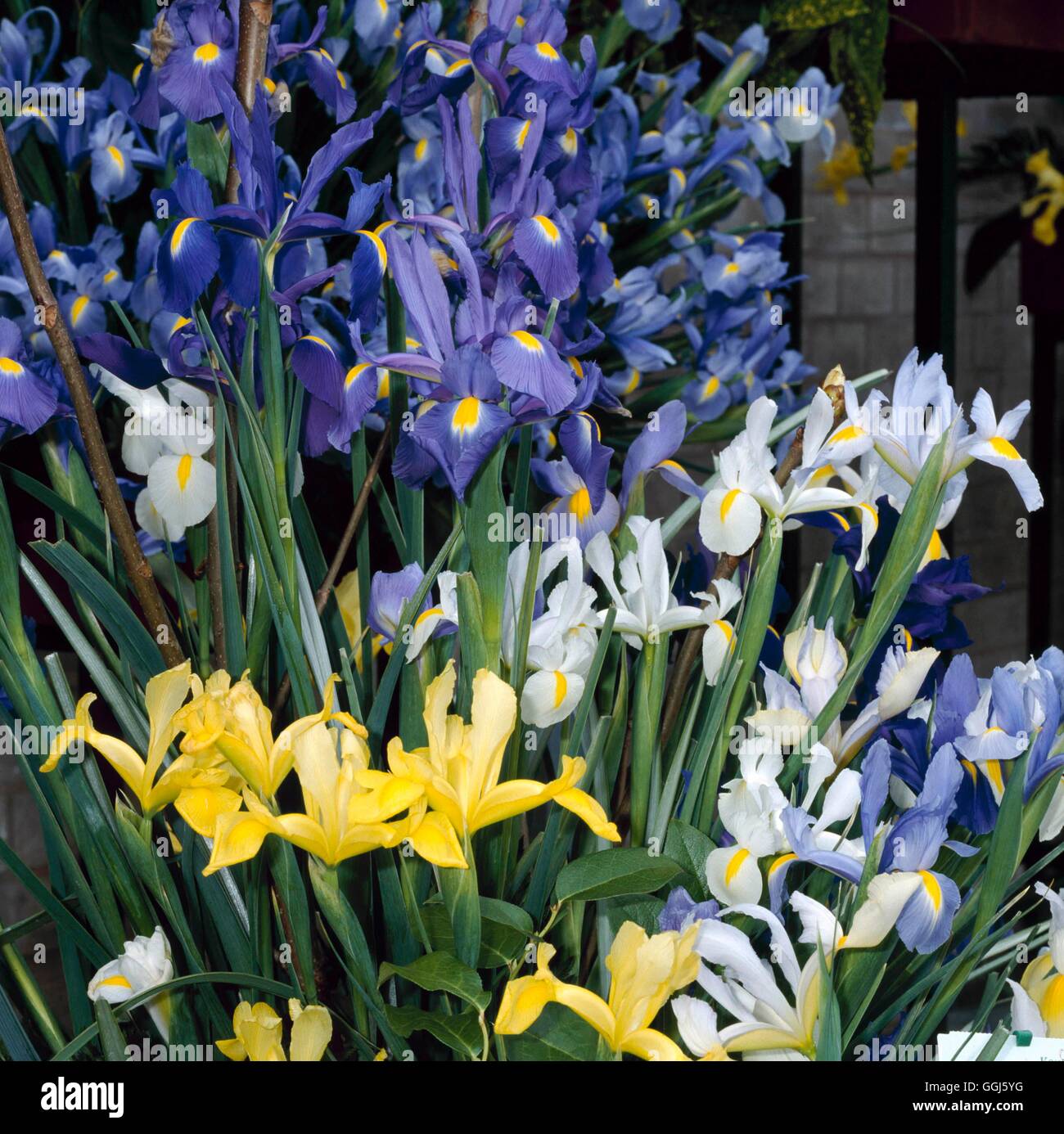 Iris Mixed (Mixed Dutch Varieties) BUL110591 Stock Photo Alamy
