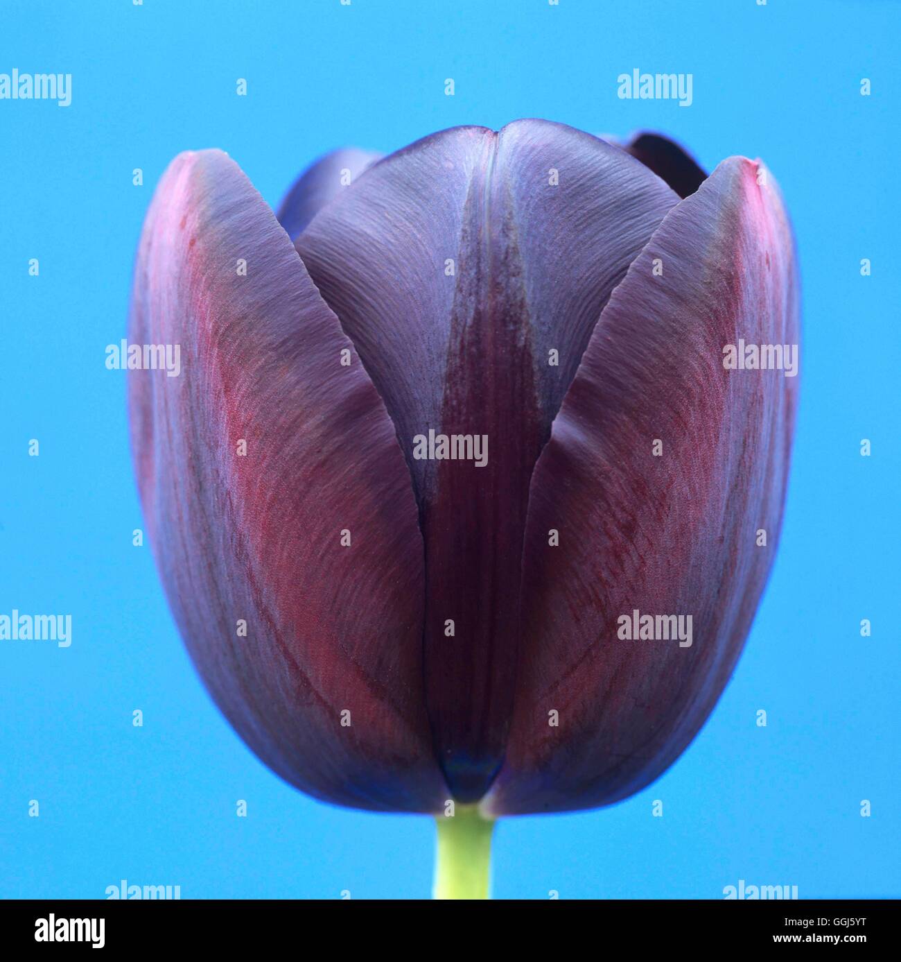 Tulipa- 'Queen of the Night'   BUL111613 Stock Photo
