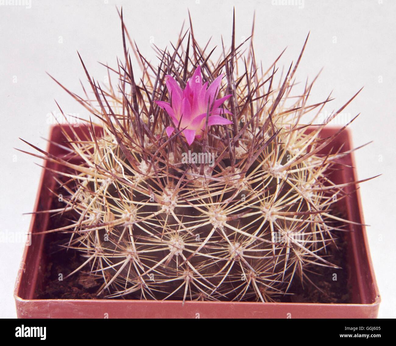 Neoporteria wagenknechtii.   CAC027604 Stock Photo