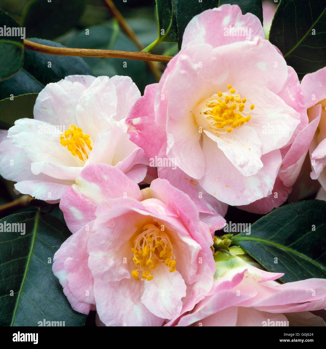 Camellia Japonica - `berenice Boddy' Agm Cam020536 Stock Photo - Alamy