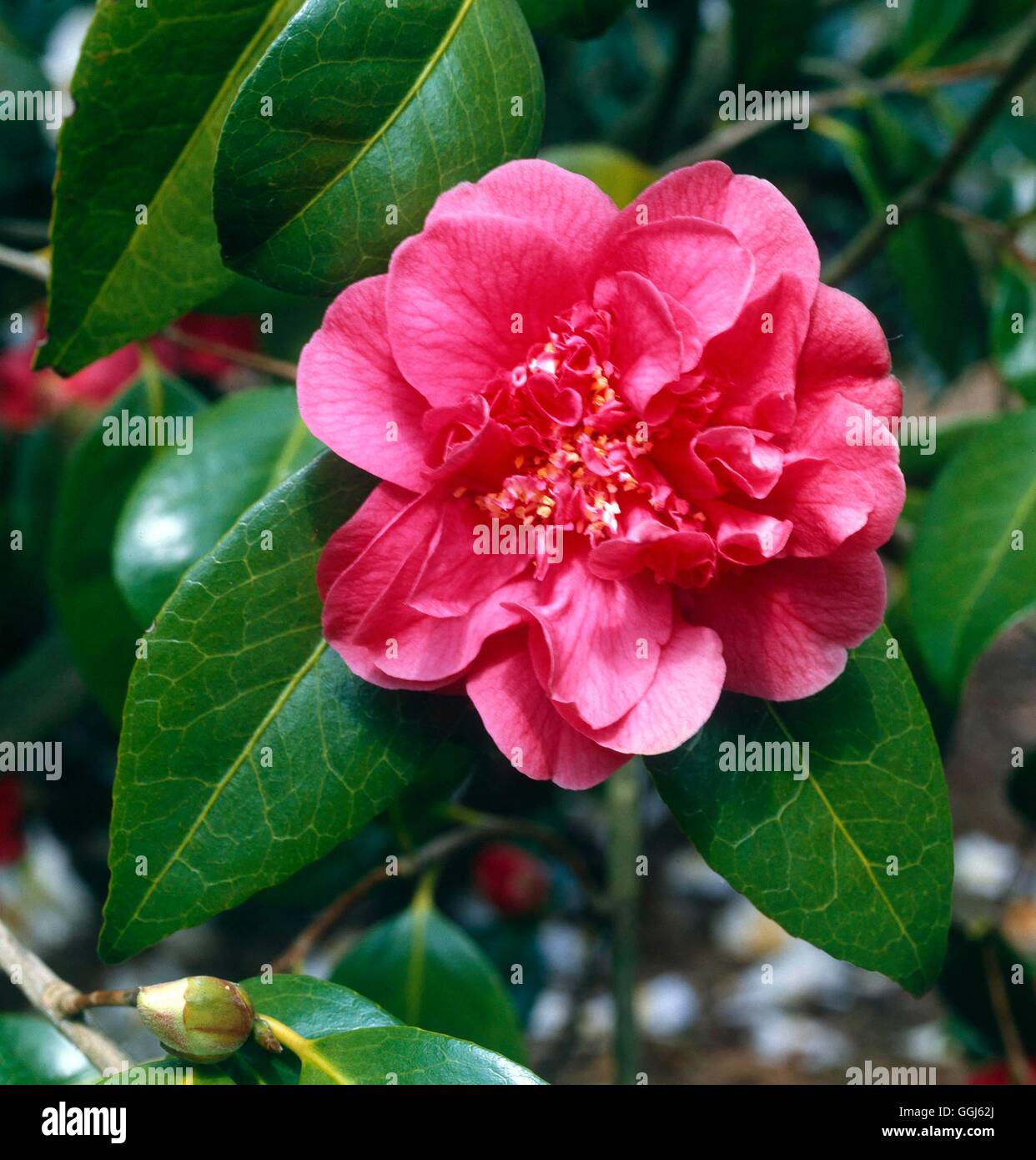 Camelliajaponica hi-res stock photography and images - Alamy