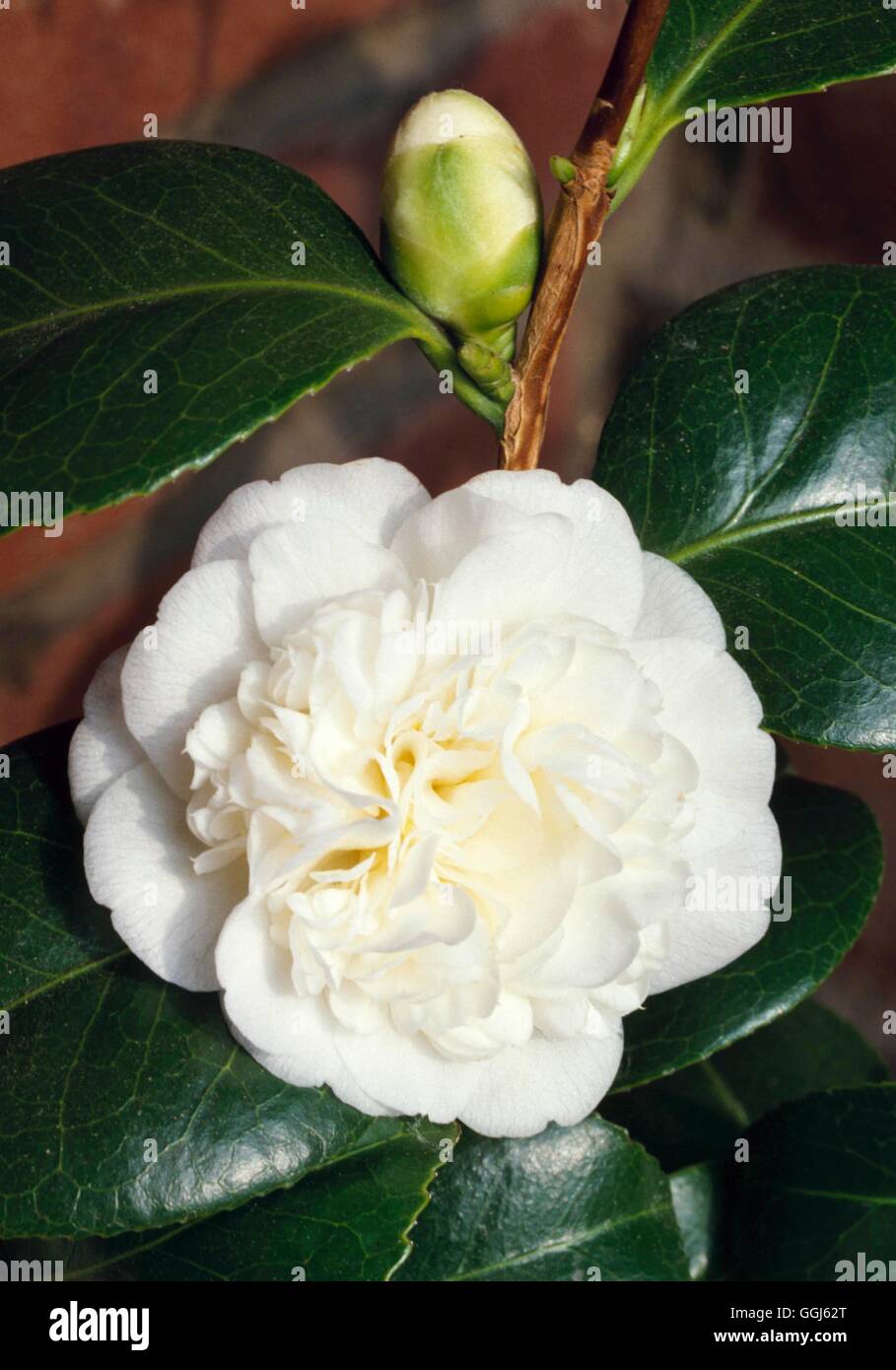 Camellia japonica white hi-res stock photography and images - Alamy