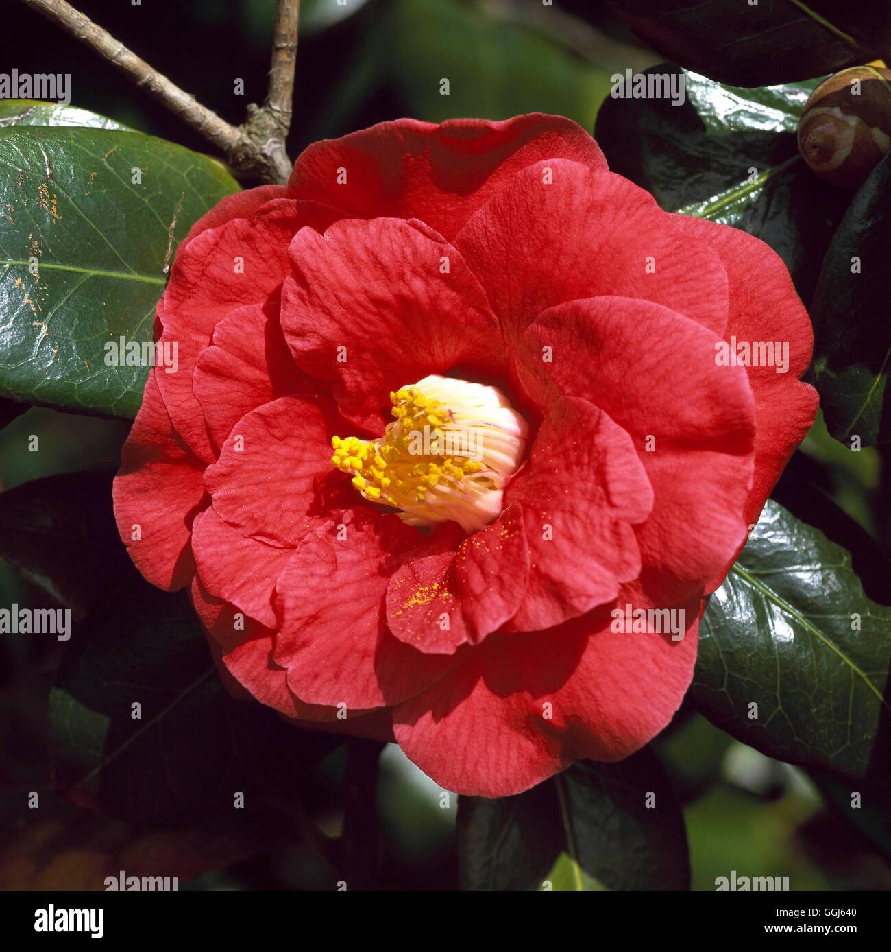 Camellia japonica- 'Adolphe Audusson'   CAM110435 Stock Photo