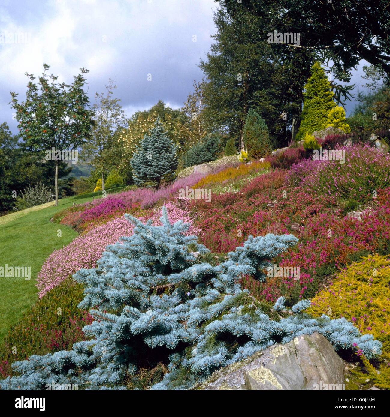 Conifer and Heather Garden - in Autumn- - (Lakeland Hort. Society at Holehird)   CHG016637     Photo Stock Photo