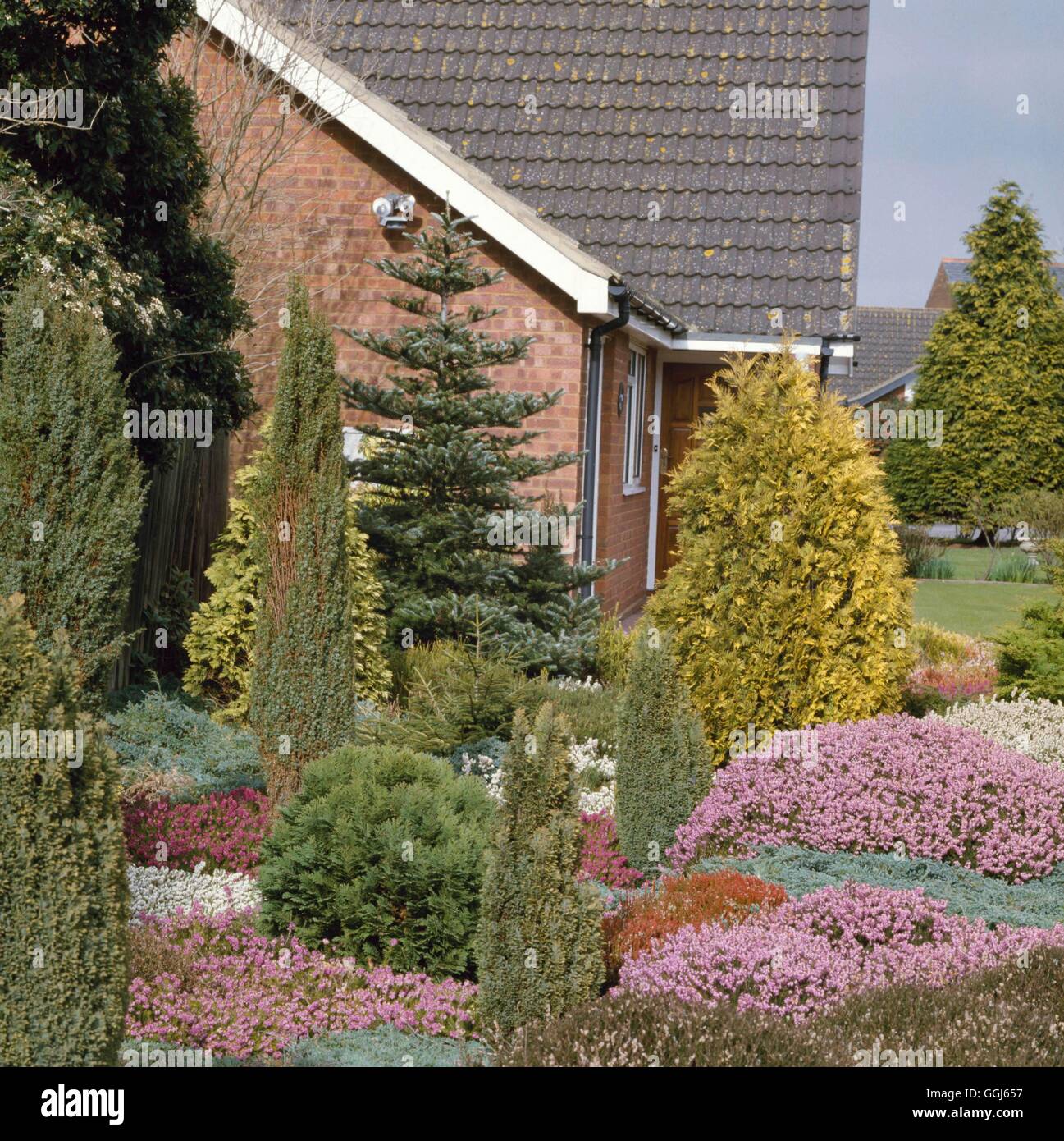 Conifer and Heather Garden in March CHG060748 Stock Photo Alamy