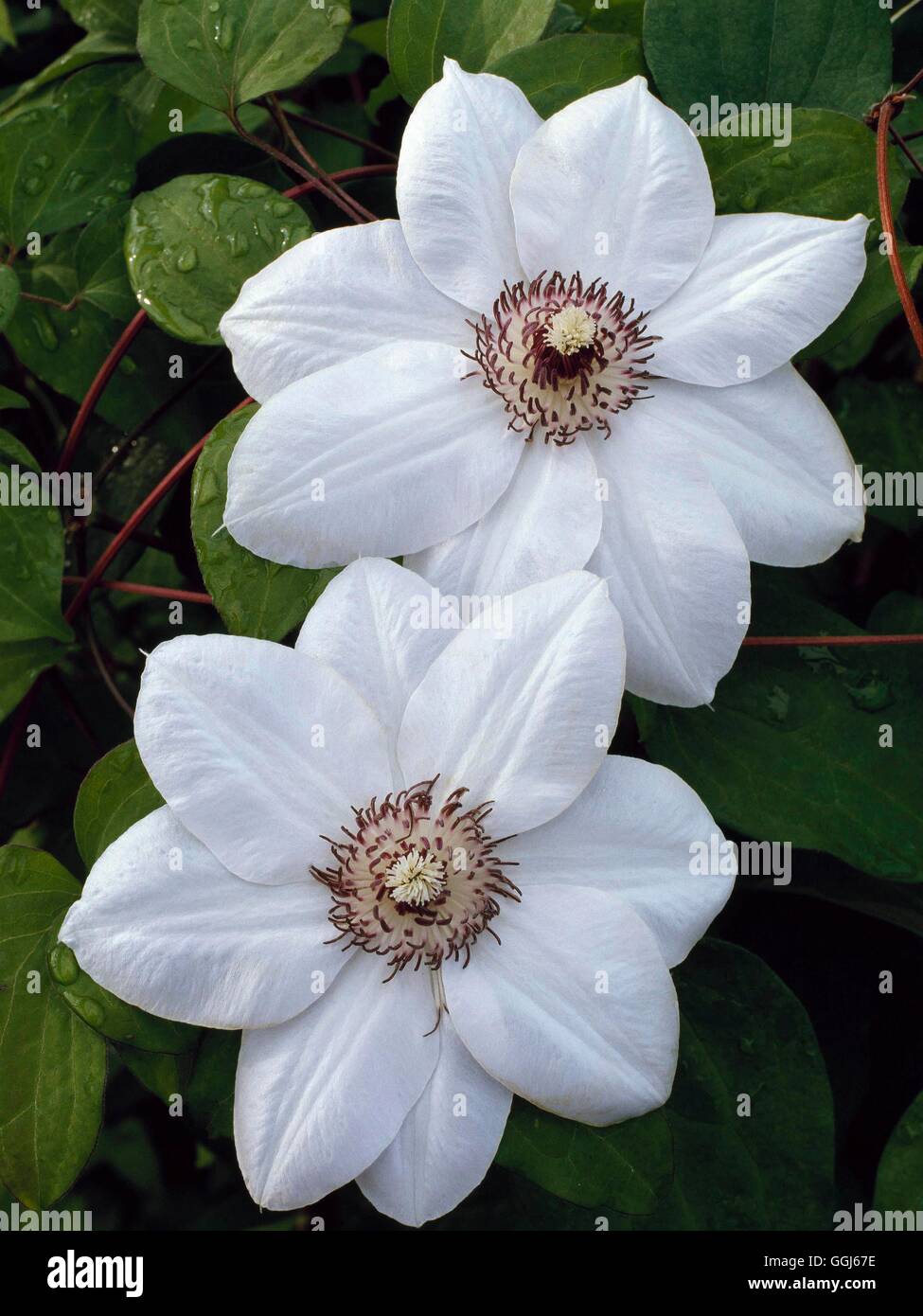 Clematis - `Miss Bateman' Stock Photo - Alamy