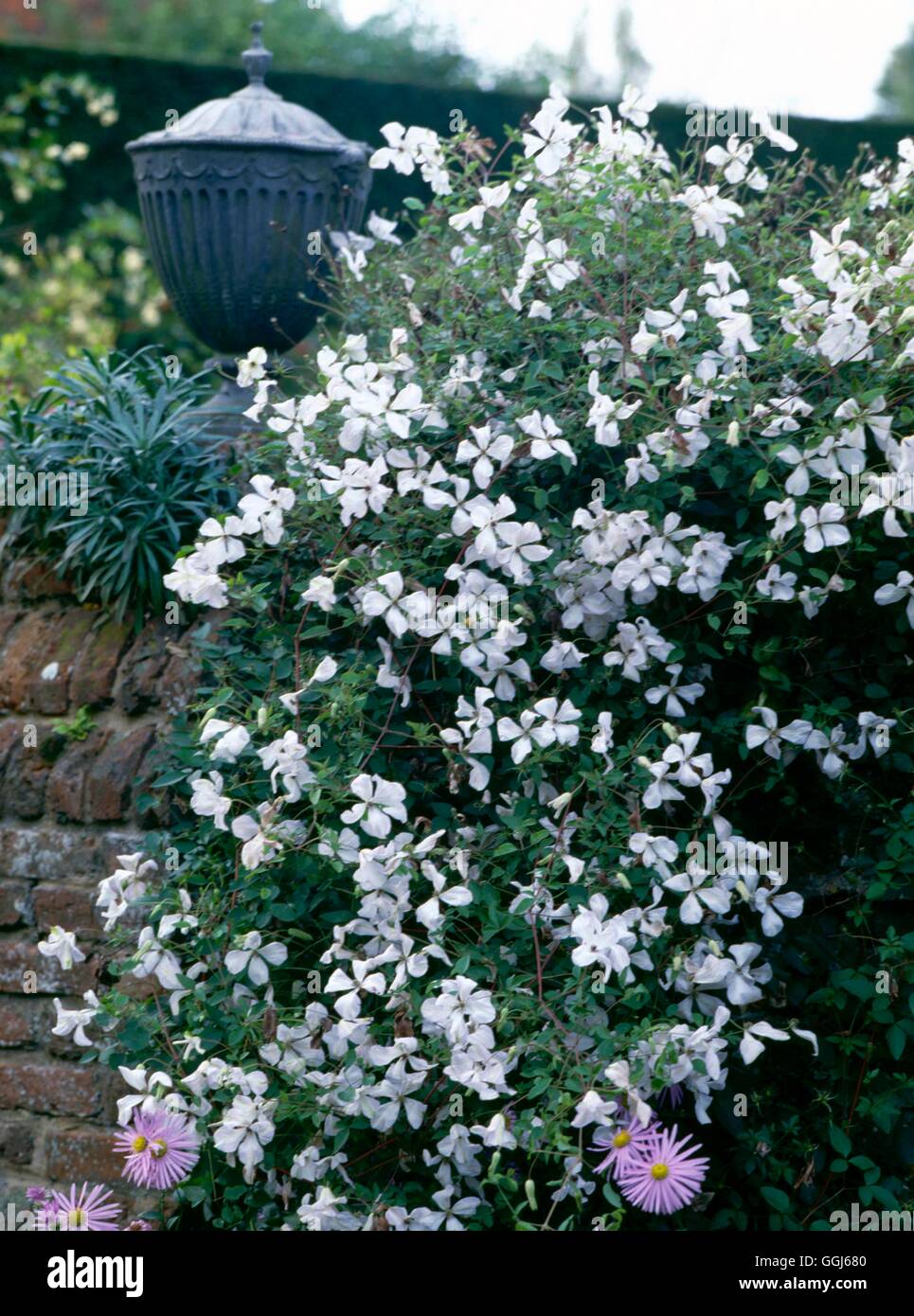 Clematis - `Alba Luxurians' AGM- - (Viticella Group) CLE017986 Stock Photo  - Alamy