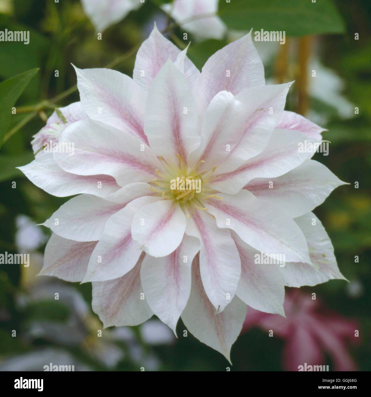 Clematis - Andromeda' CLE034557 Stock Photo - Alamy