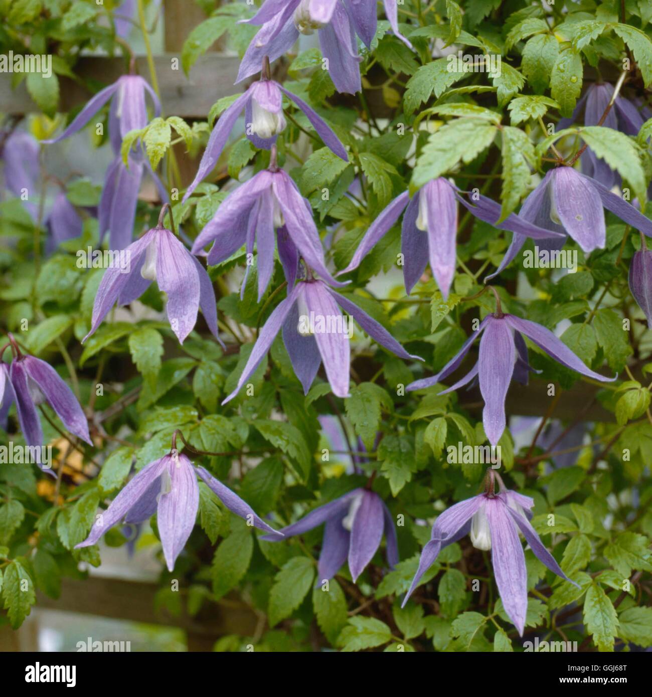 Clematis alpina AGM   CLE037984 Stock Photo