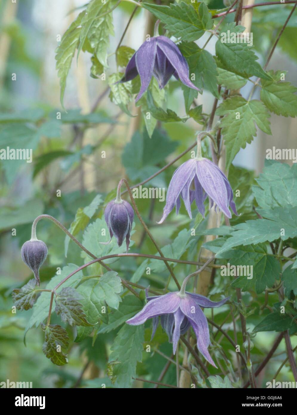 Clematis barbellata   CLE052813 Stock Photo