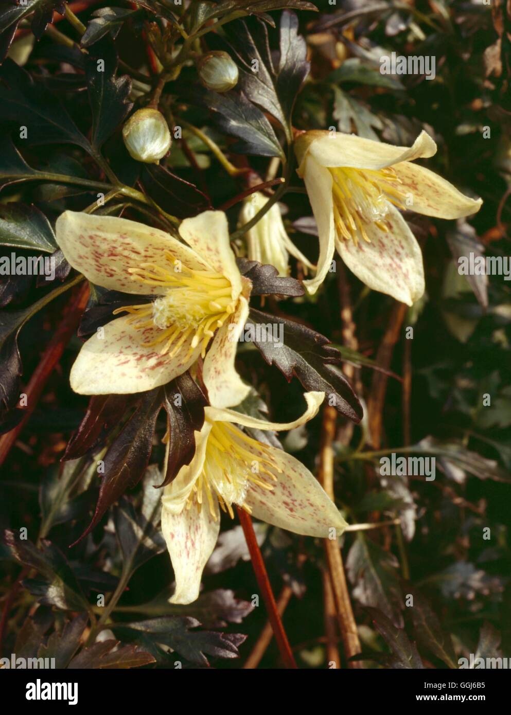 Clematis cirrhosa - (Syn C. calycina)   CLE074021 Stock Photo