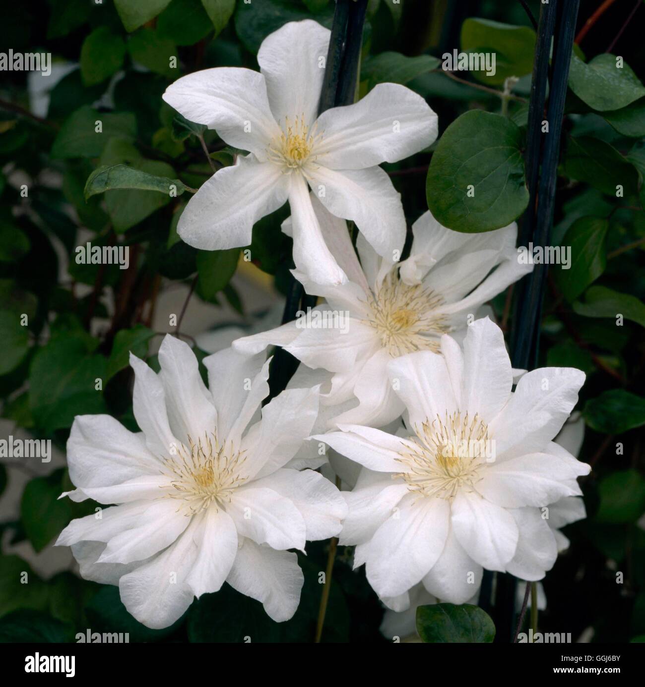 Double white clematis hi-res stock photography and images - Alamy