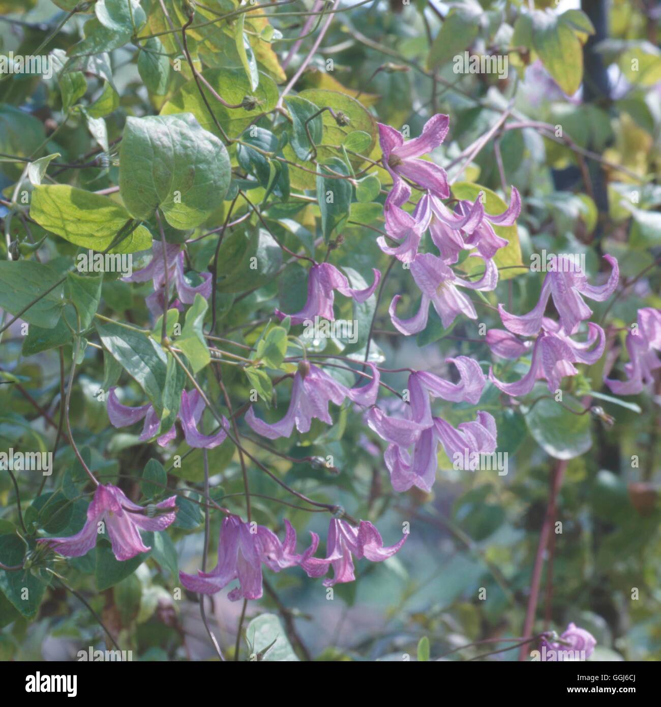 Clematis - 'Aljonushka' AGM   CLE084404 Stock Photo