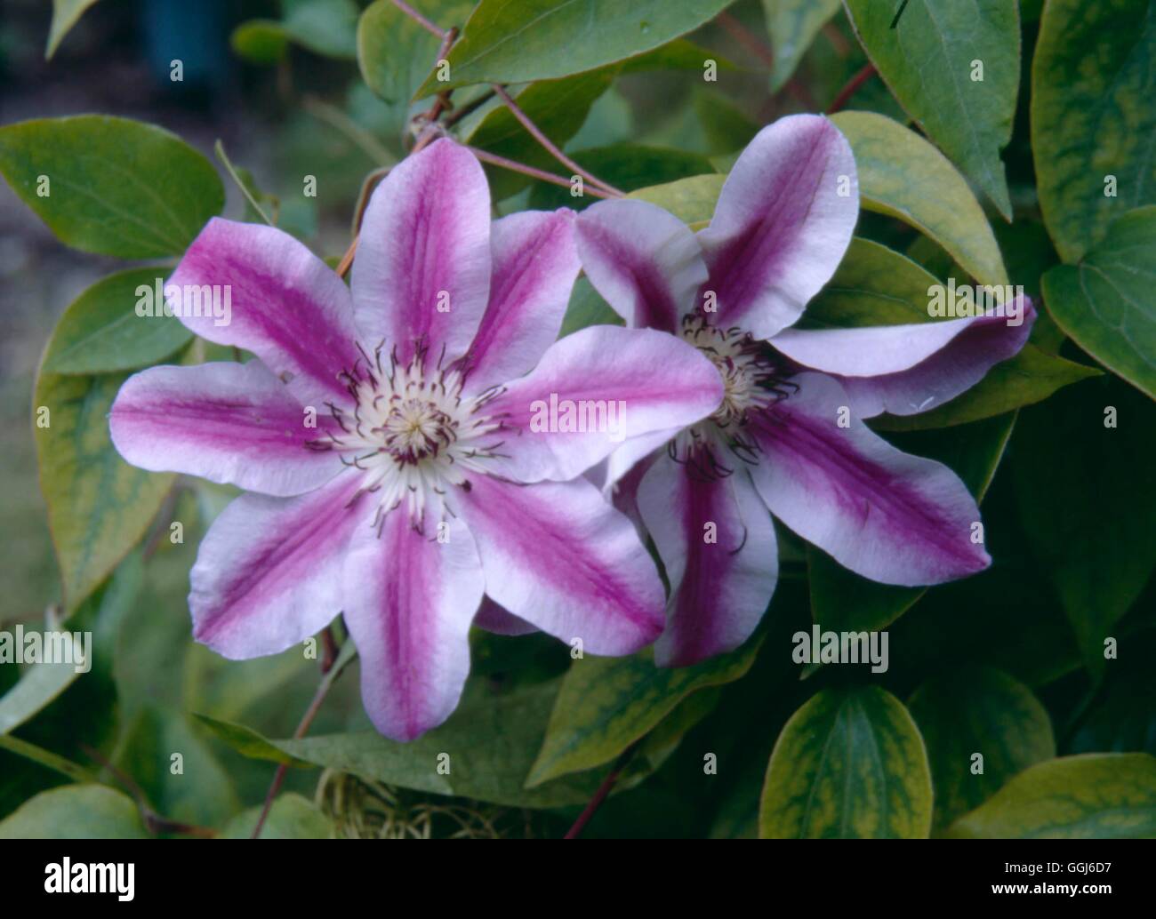 Pink striped stripy climber clematisripplieaux cle087875 cle087875 hi