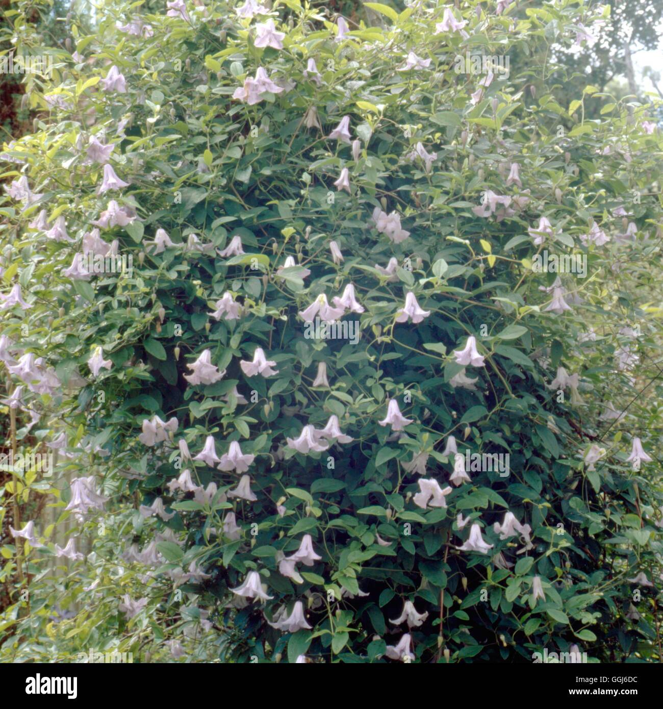 Clematis - 'Betty Corning'   CLE087946 Stock Photo