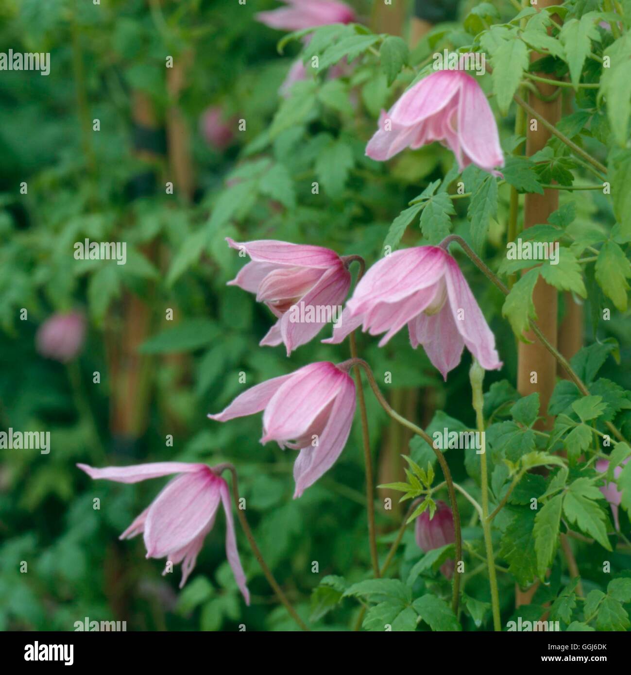 Clematis macropetala 'Markham's Pink' AGM CLE088535 Stock Photo Alamy