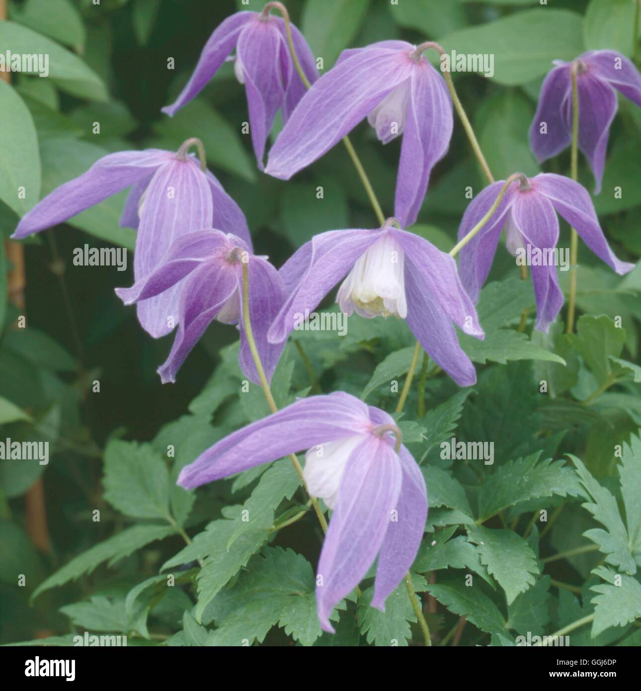 Clematis alpina - 'Frankie' AGM   CLE088543 Stock Photo
