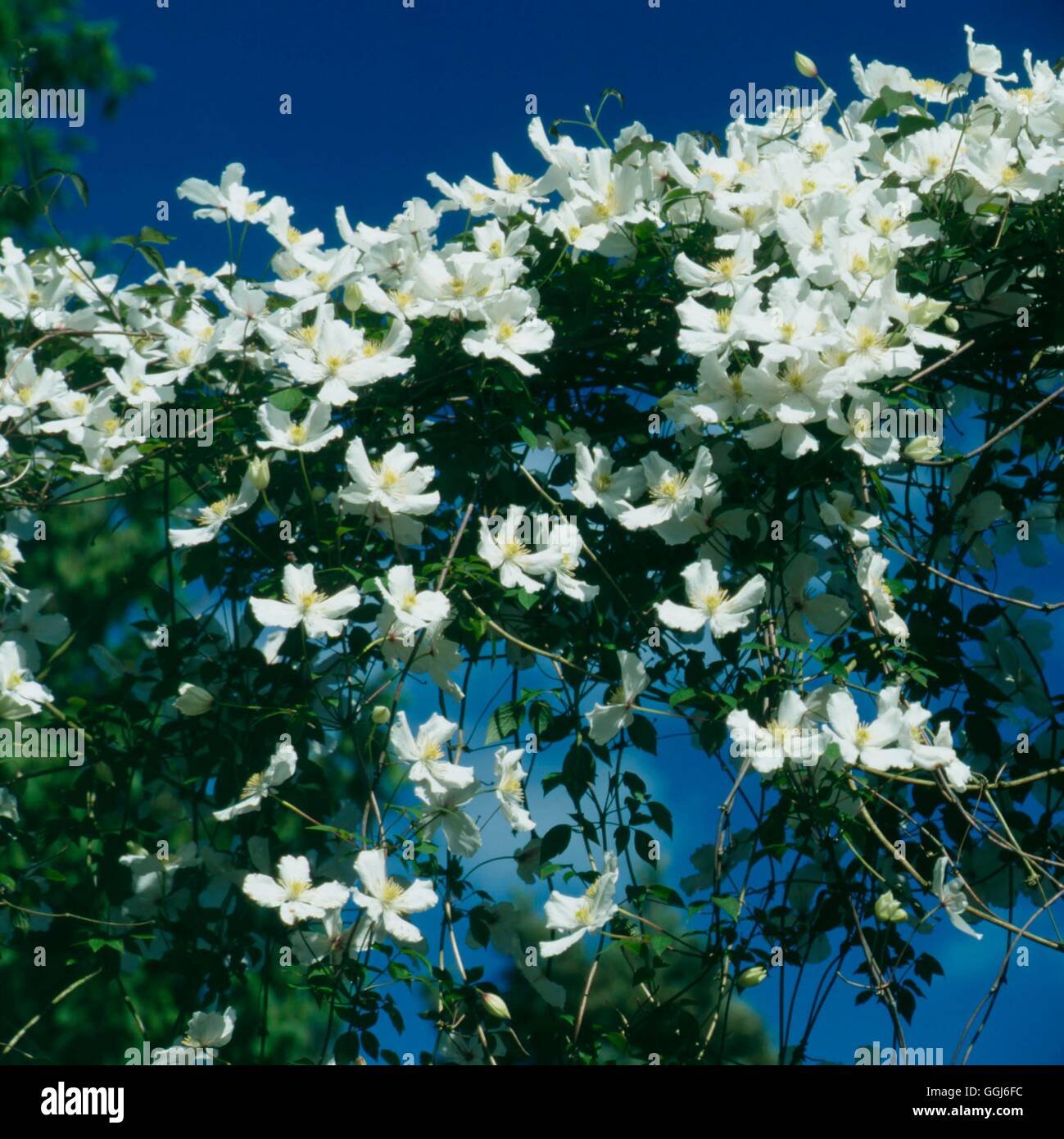 Clematis montana - f. grandiflora AGM   CLE096354 Stock Photo