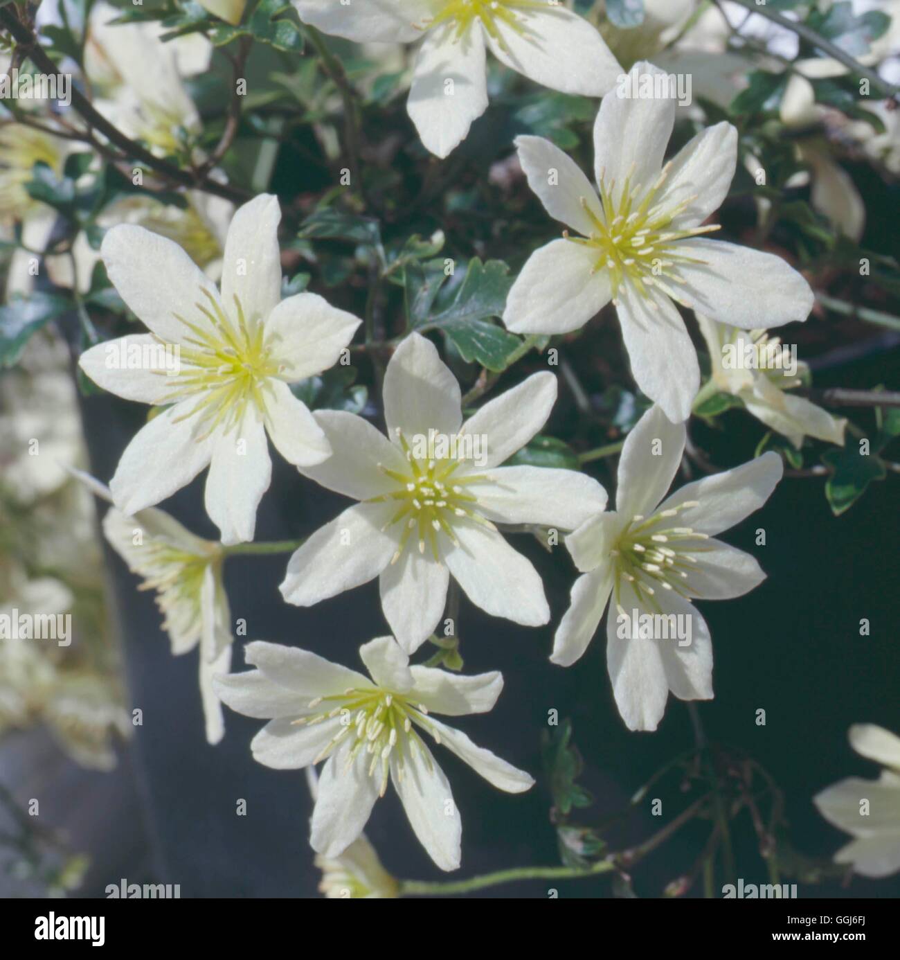Clematis - County Park Group 'Fairy'   CLE097751 Stock Photo