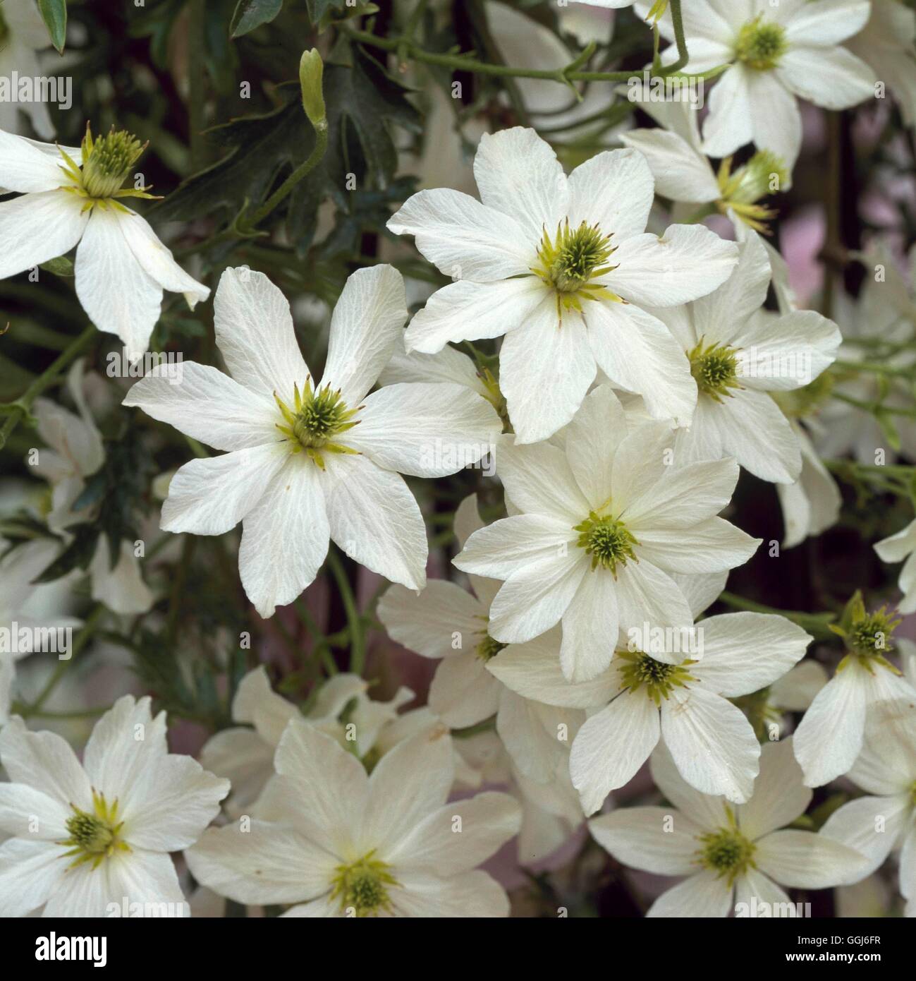 Clematis - 'Early Sensation'   CLE100873 Stock Photo