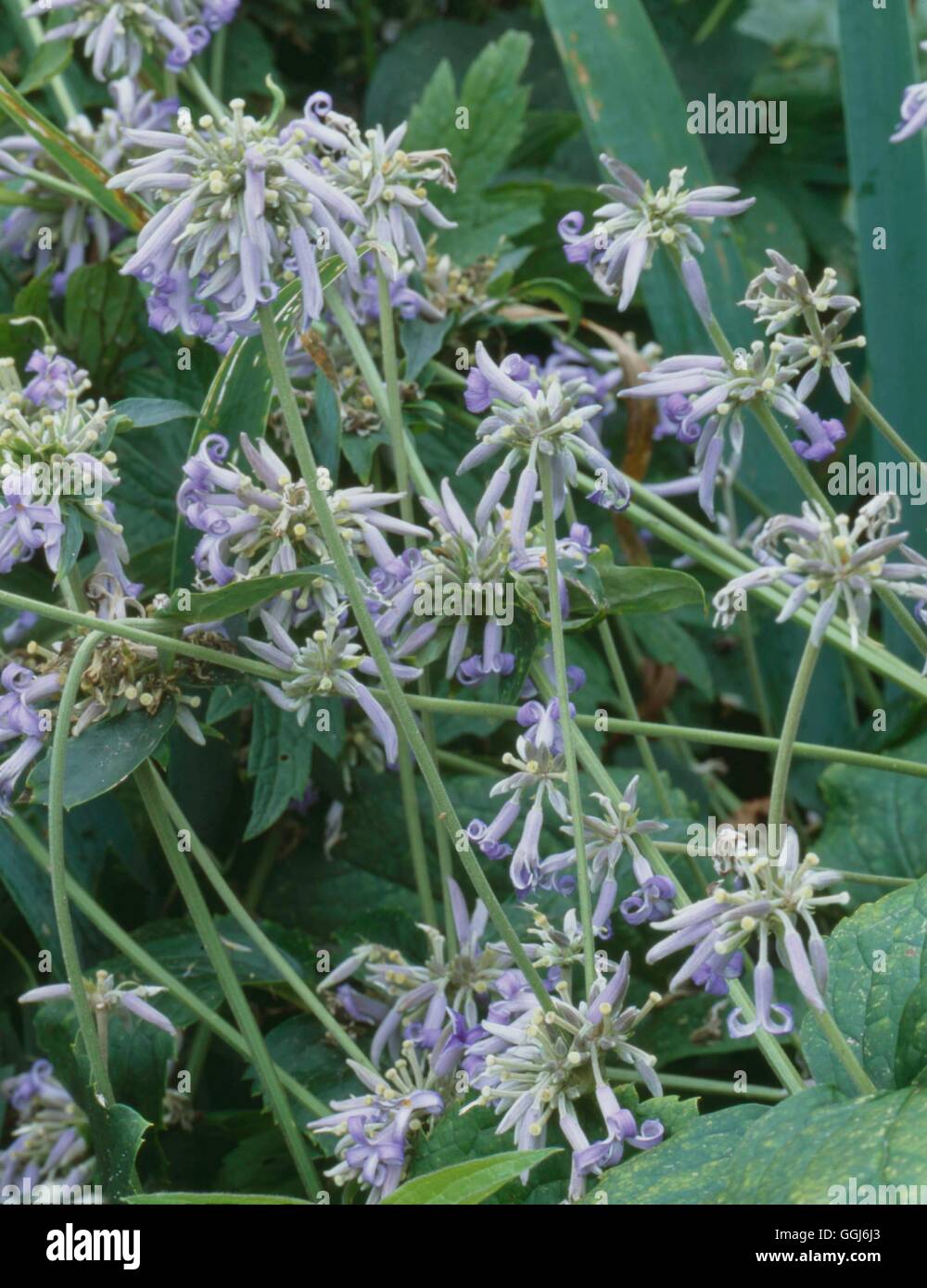 Clematis heracleifolia CLE109686 Stock Photo Alamy
