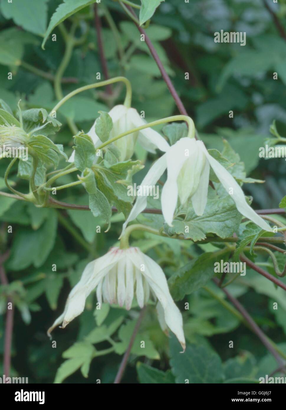 Clematis alpina- - 'Thea'   CLE109732 Stock Photo