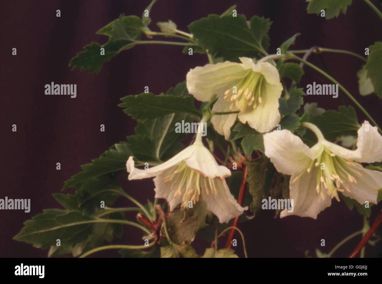 Clematis cirrhosa- 'Ourika Valley'   CLE111912 Stock Photo