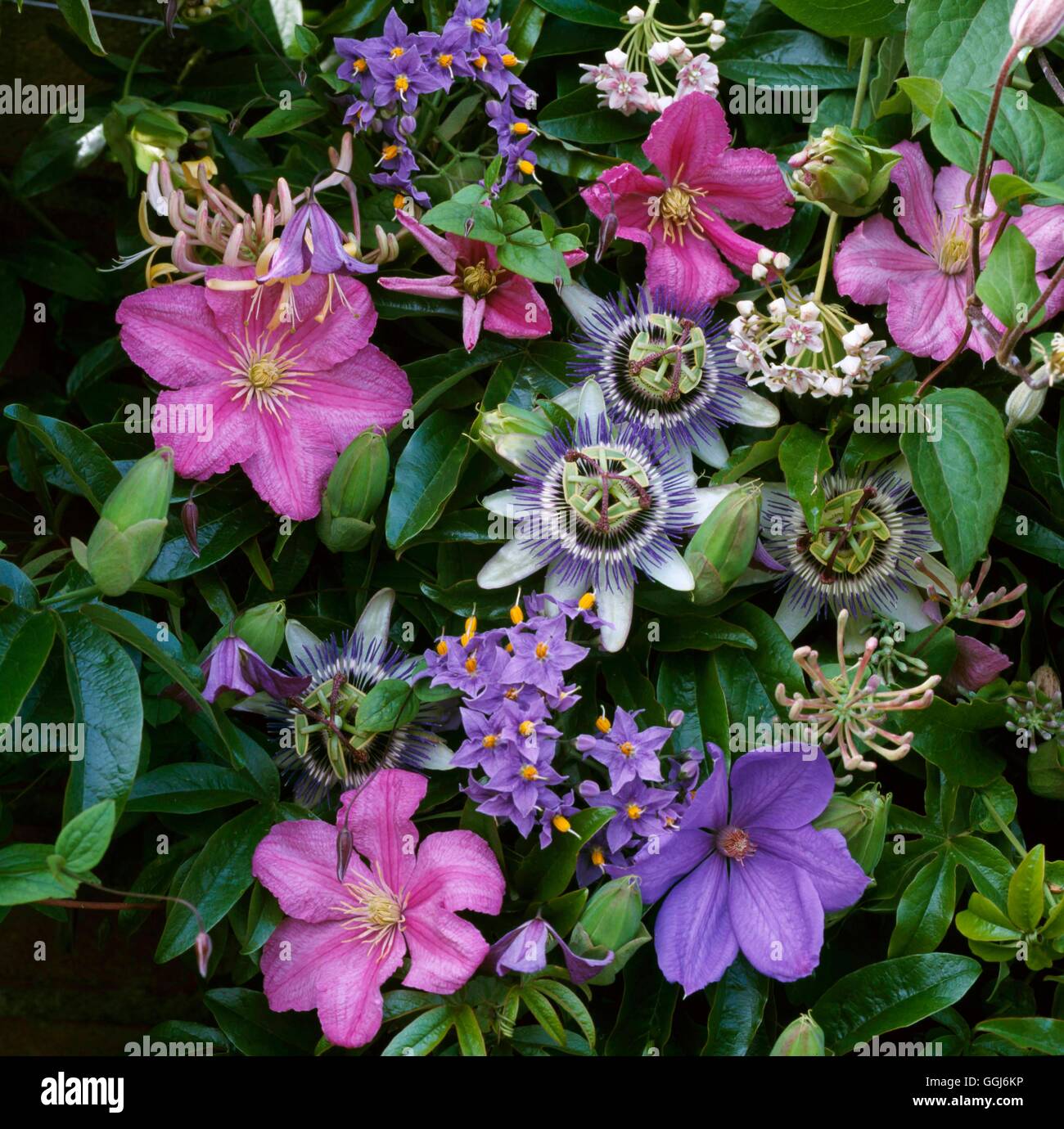 Climbing Gardens - with Clematis Solanum Passiflora Lonicera and Dregea  CLG083587 Photos Ho Stock Photo - Alamy