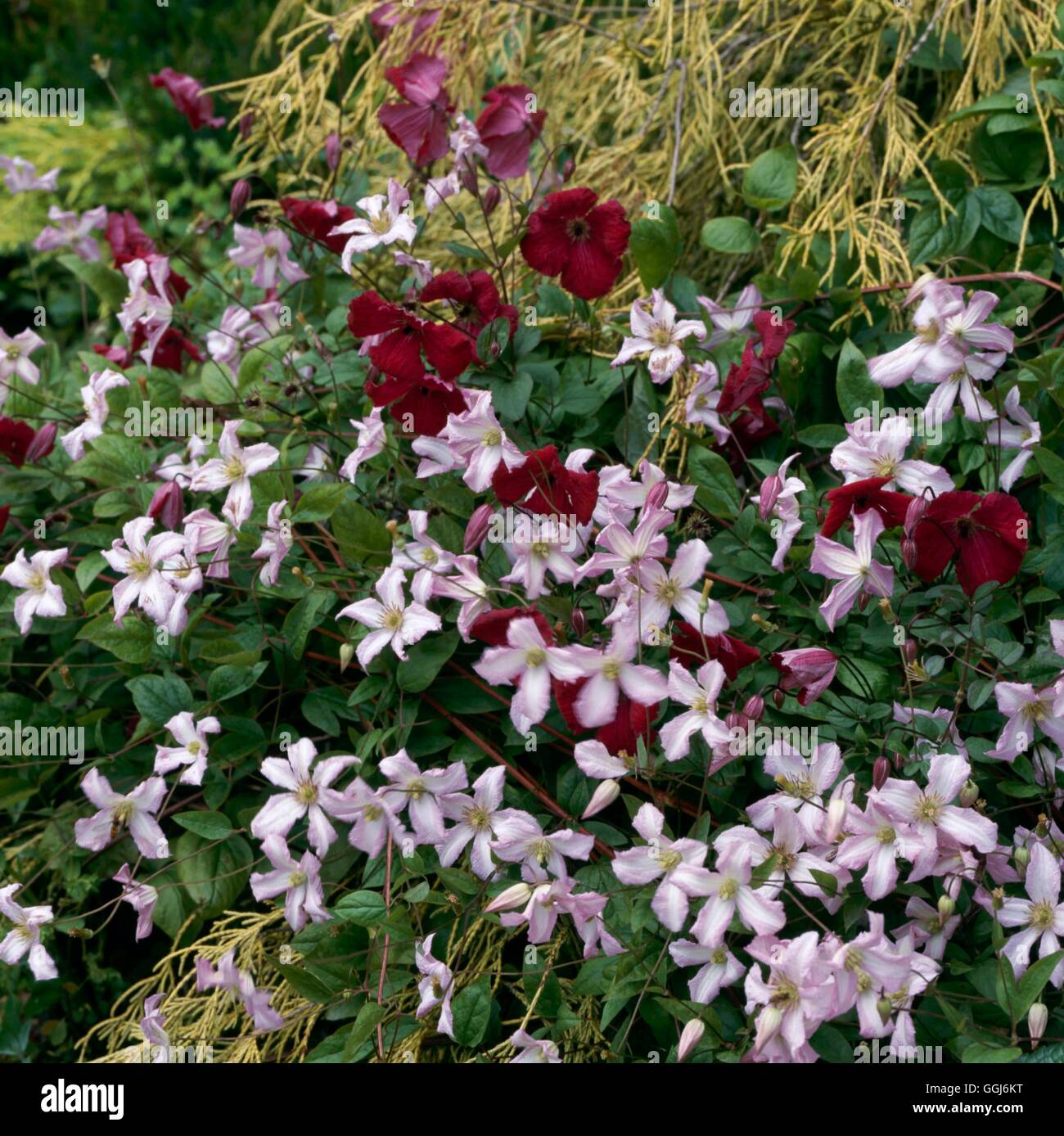 Climbing Gardens - with Clematis 'Little Nell' and Clematis 'Viticella Rubra' growing through a conifer   CLG083880  C Stock Photo