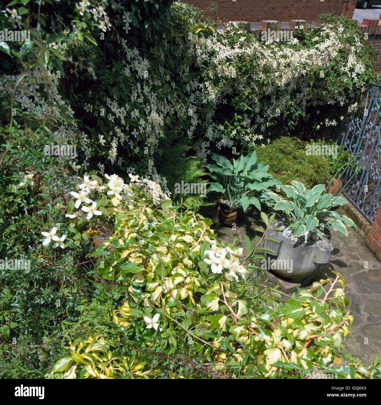 Climbing Gardens - with Hedera helix 'Oro di Bogliasco' and Clematis montana var. wilsonii   CLG088662  Compulsory Cre Stock Photo
